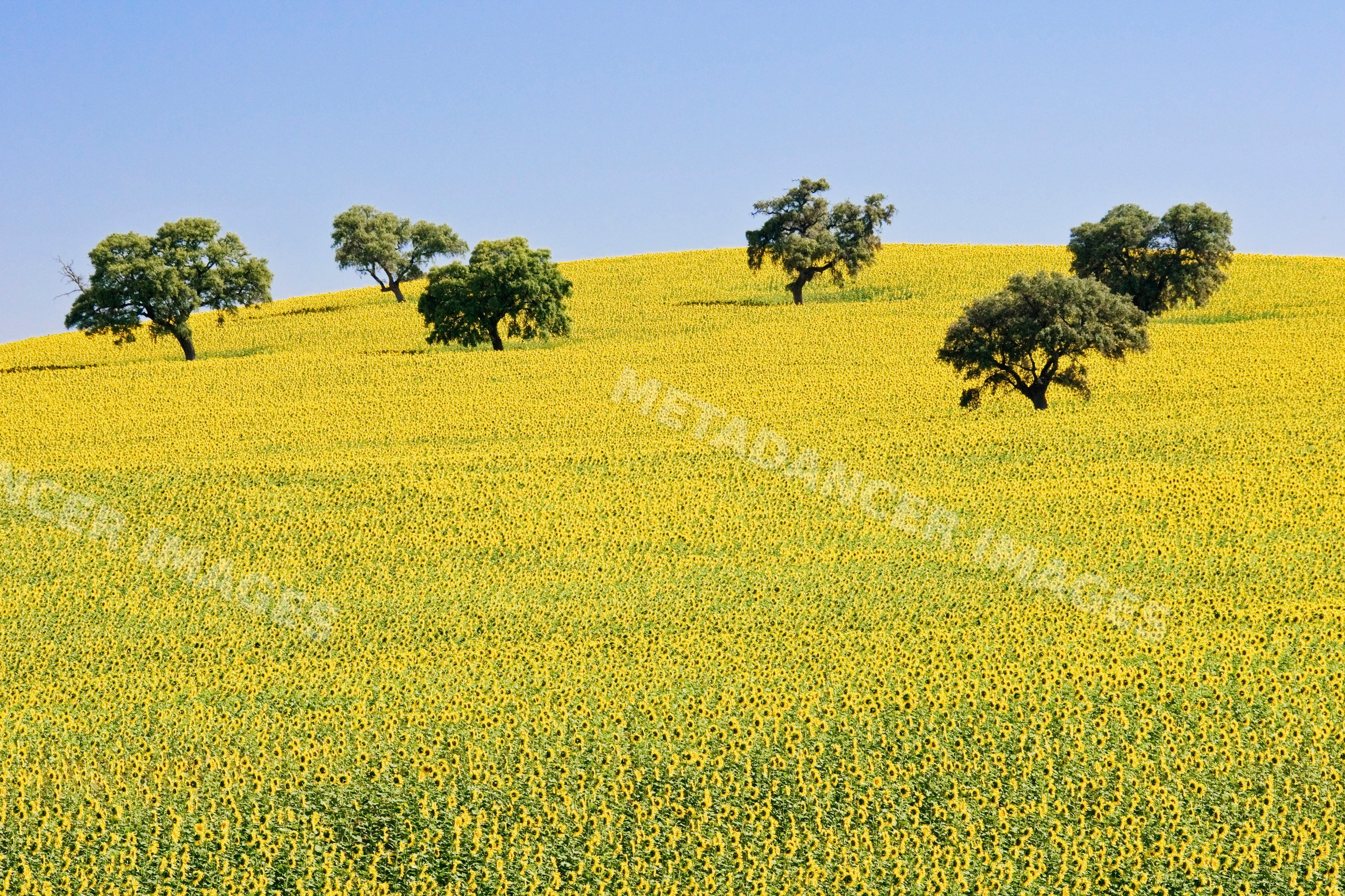 Sunflower field with scattered trees on hillside Spain
