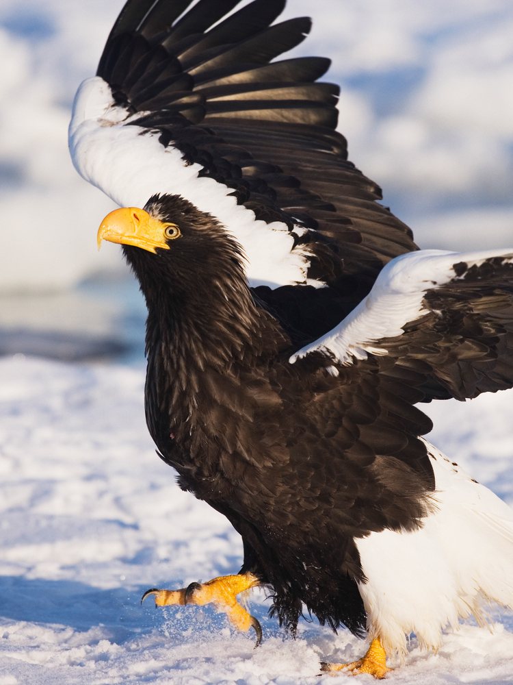 Steller's sea eagle spreading wings in snowy hokkaido, Japan