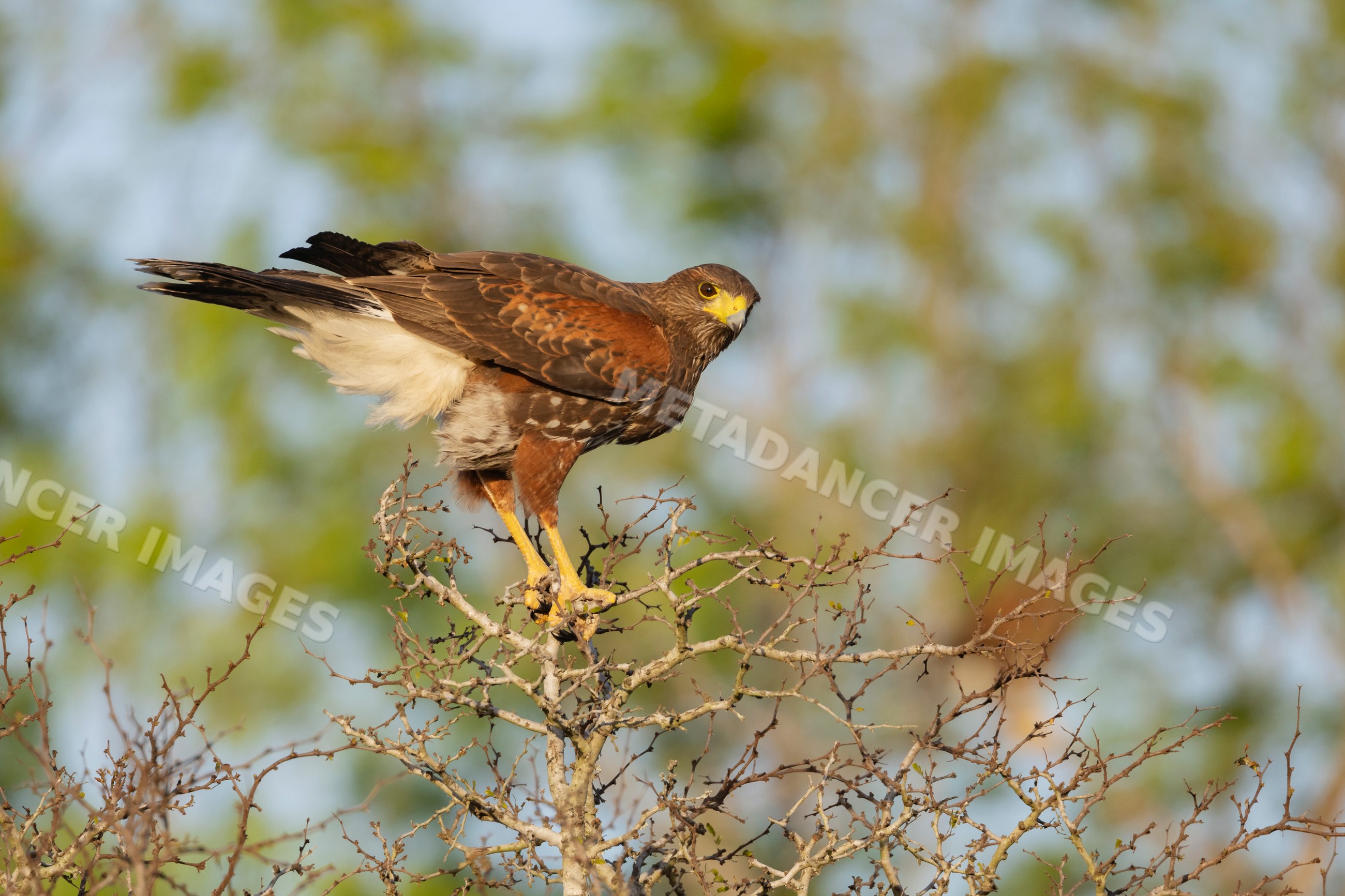 Harris hawk perched on a tree branch in santa clara ranch, texas