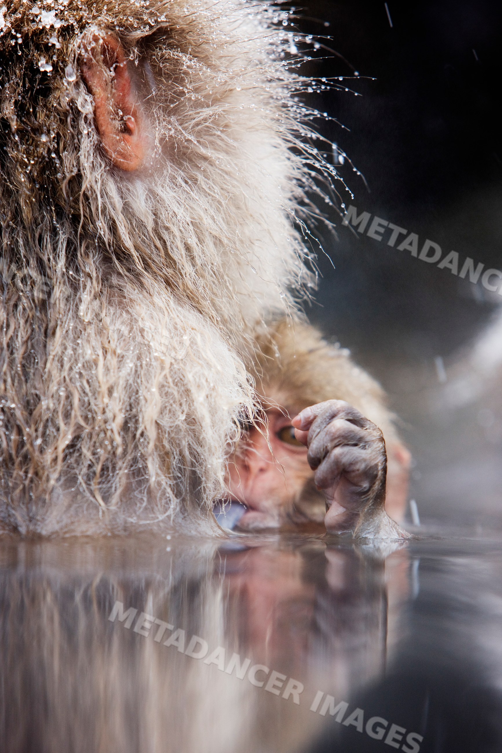 Japanese macaque sticking tongue out in hot spring
