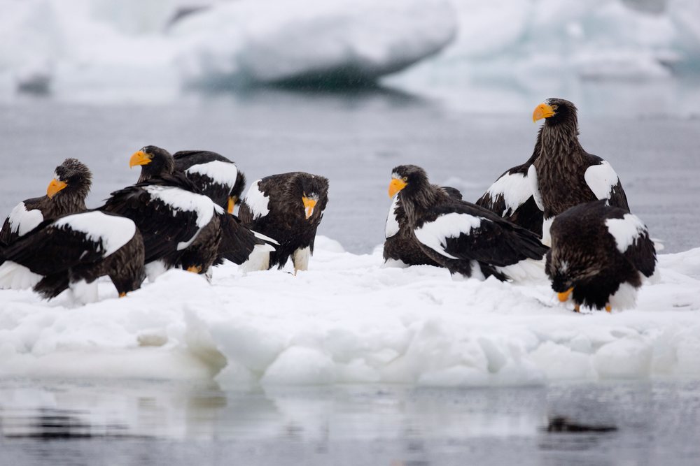 Steller's sea eagles perched on ice floe, japan