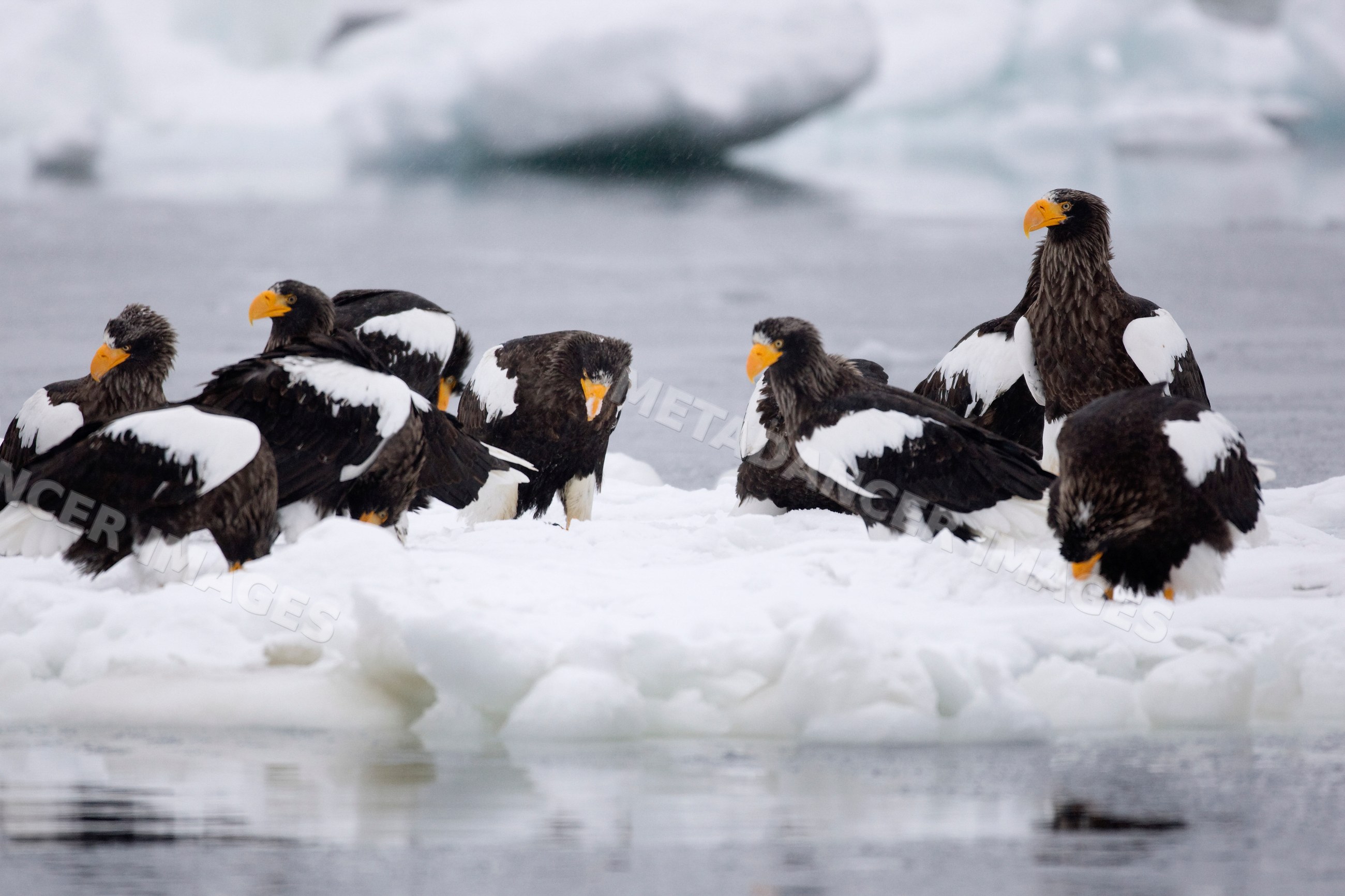 Steller's sea eagles perched on ice floe, japan