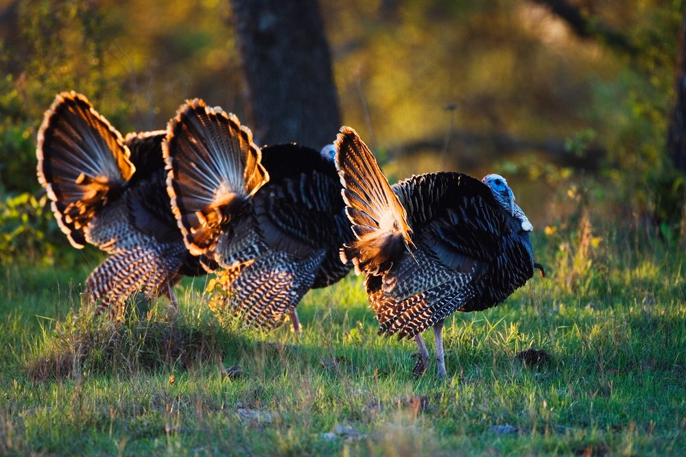 Wild turkeys feather display in grass in Texas natural habitat