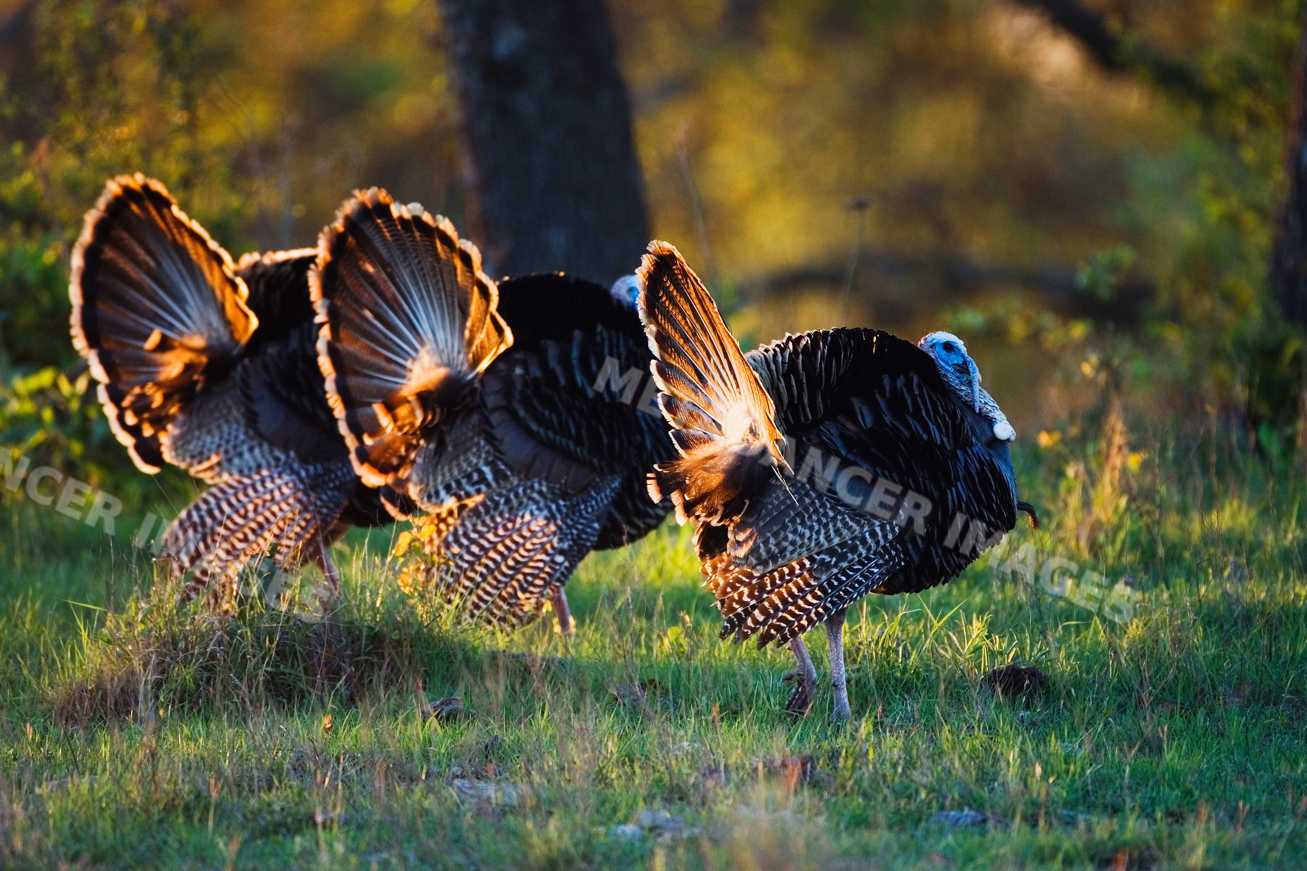 Wild turkeys feather display in grass in Texas natural habitat