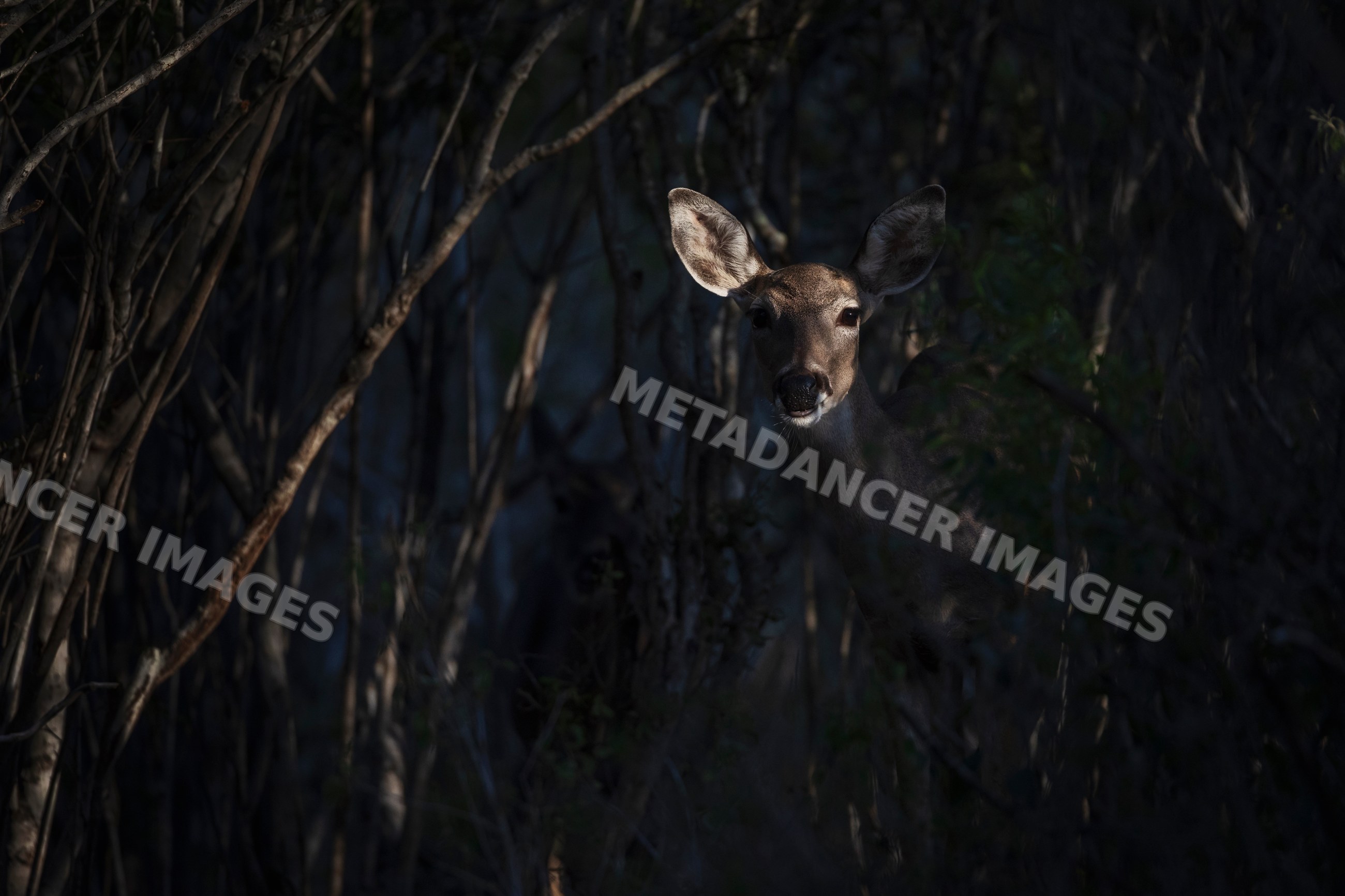 White-Tailed Deer Doe emerging from Brush at santa clara Ranch Texas
