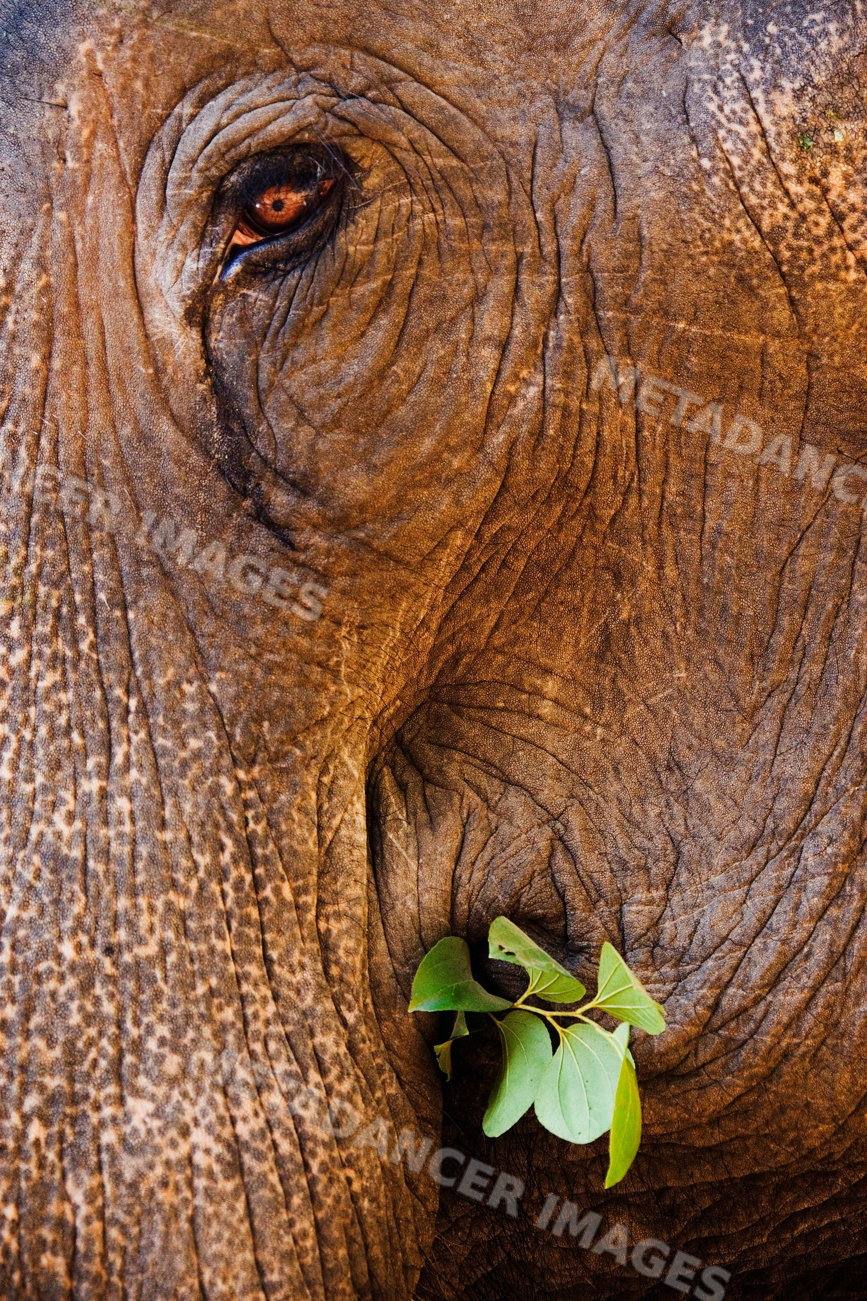 Close-up portrait of an elephant holding leaves with its trunk