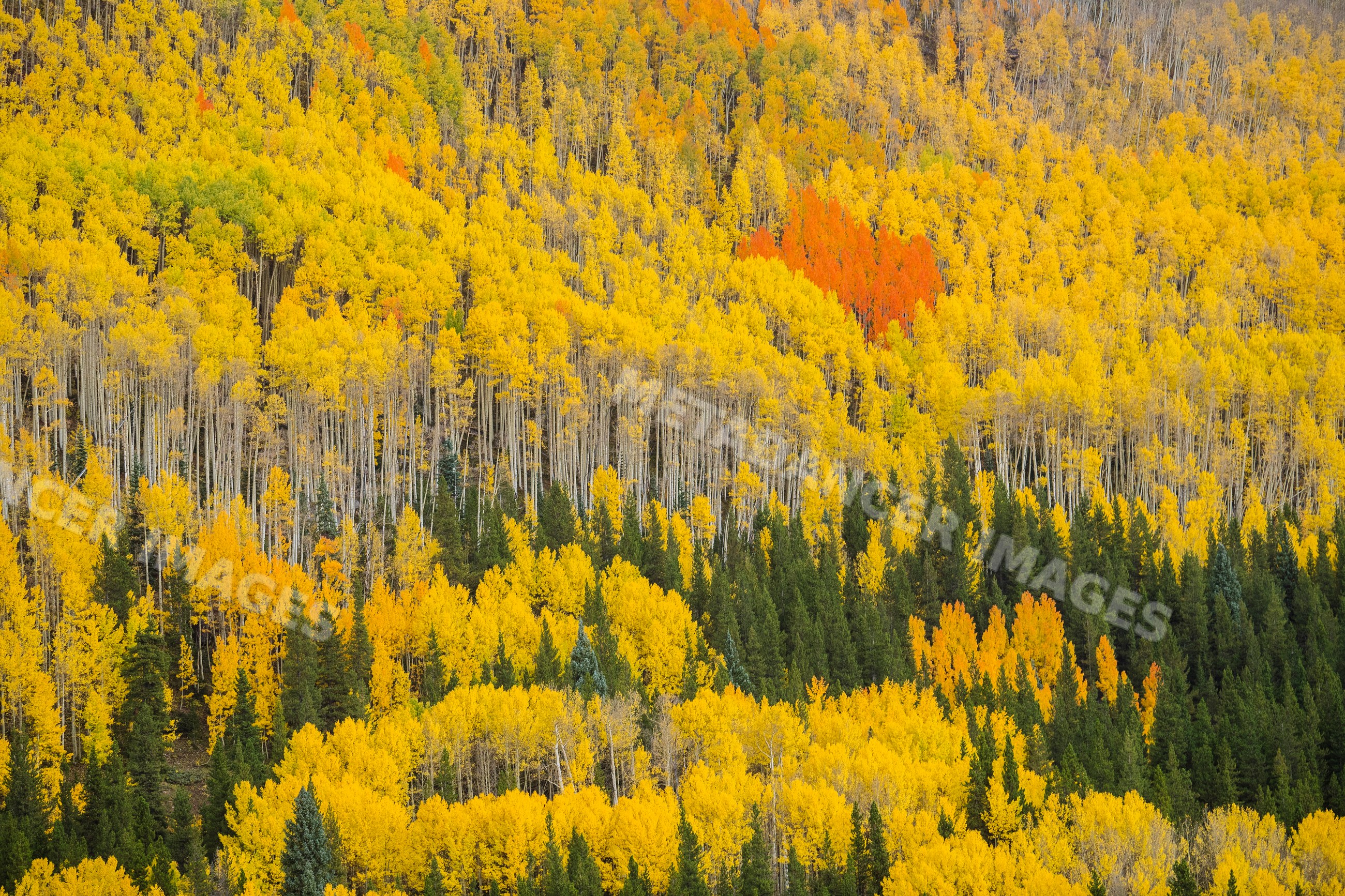 Forest hillside with vibrant yellow and red fall colors near Durango