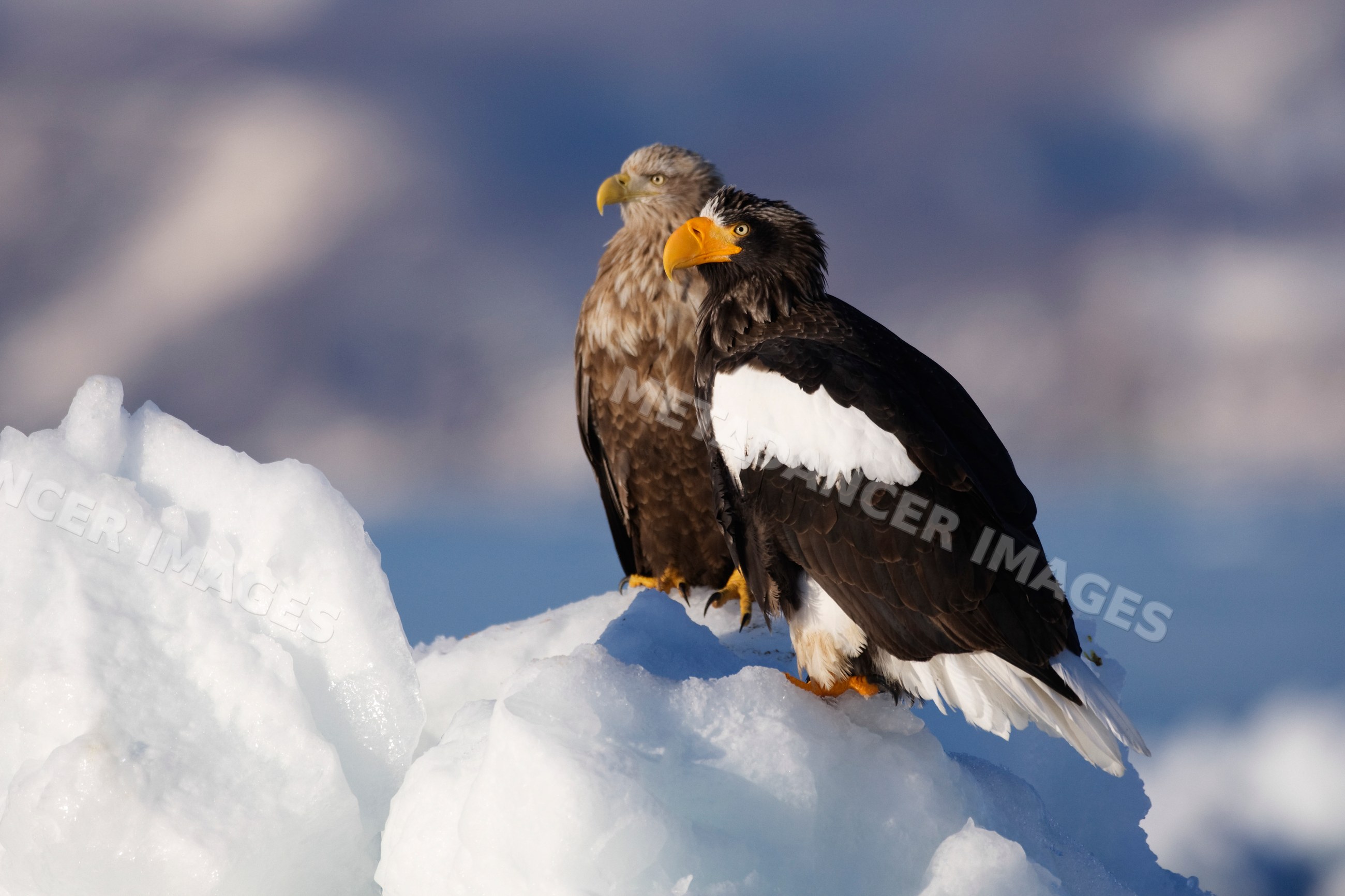 White-tailed eagle and steller's sea eagle perched on ice