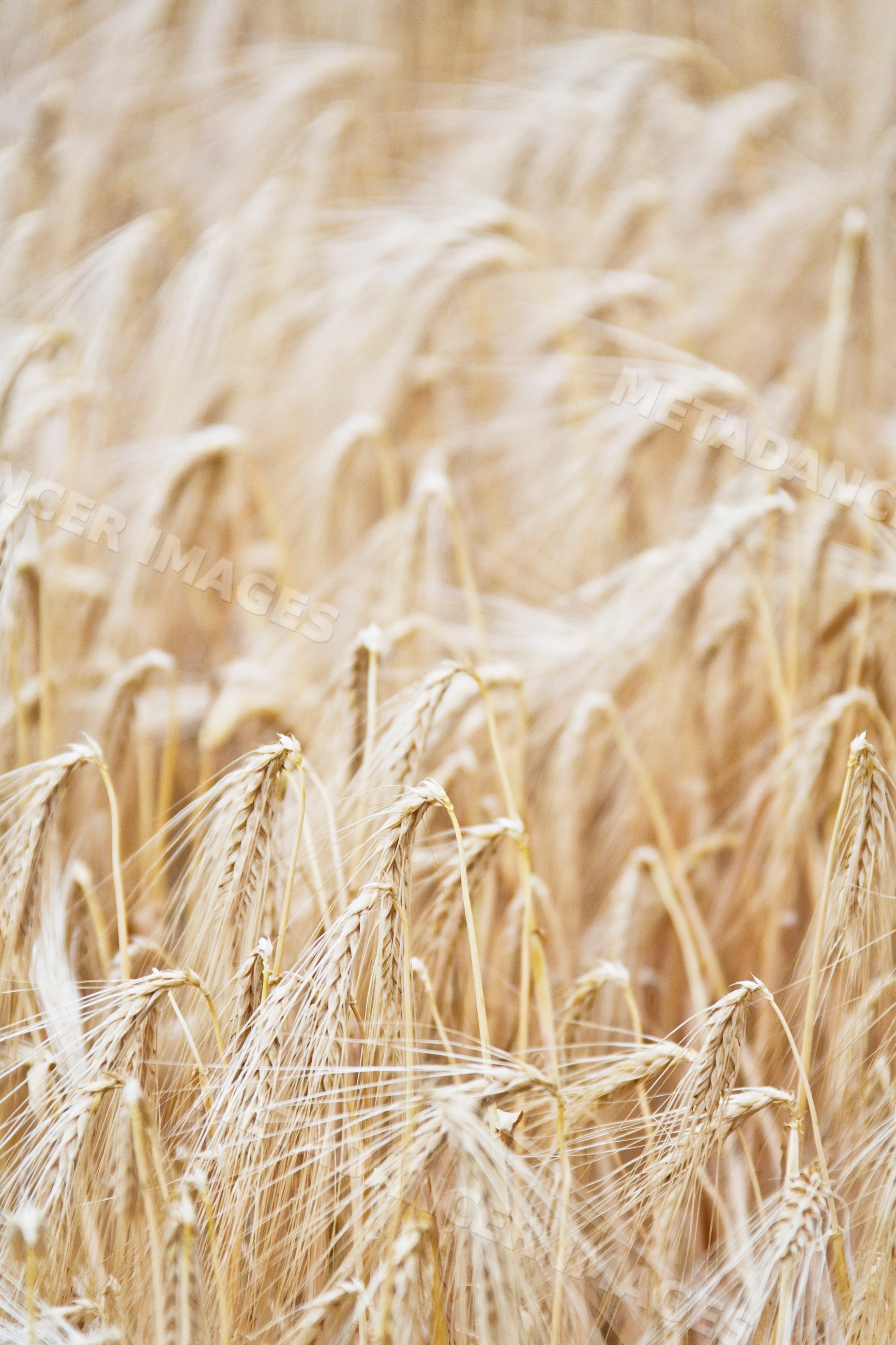 Wheat stalks ripening in a summer field in italy