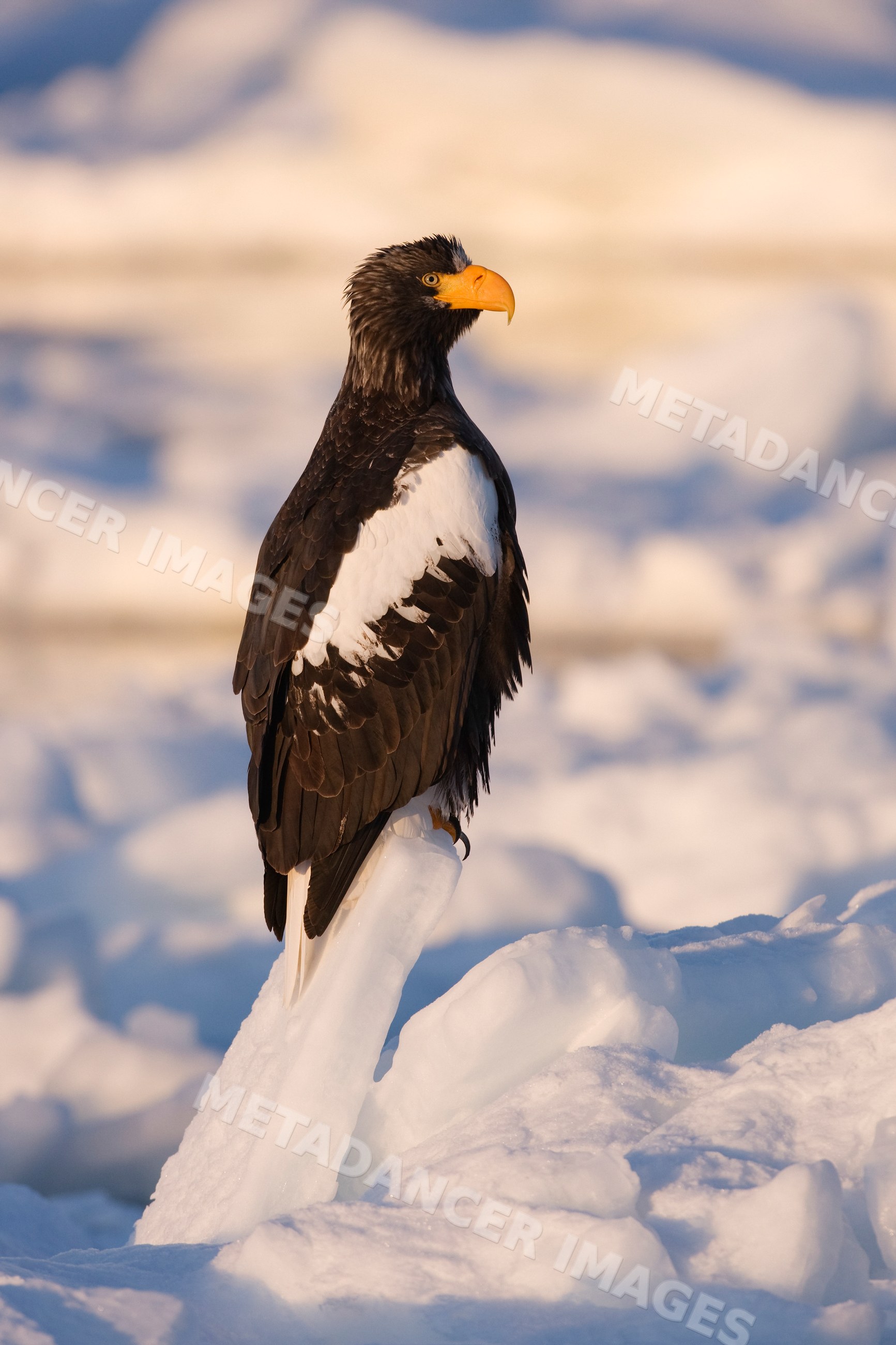Steller's sea eagle perched on ice floe japan