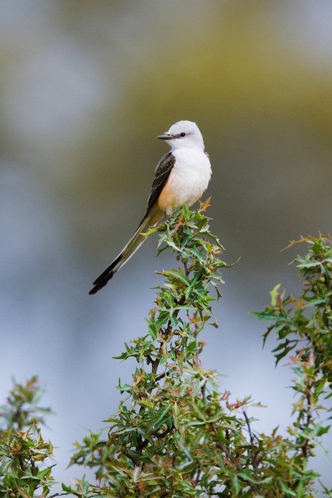Scissor-tailed flycatcher perched on branch in Texas nature