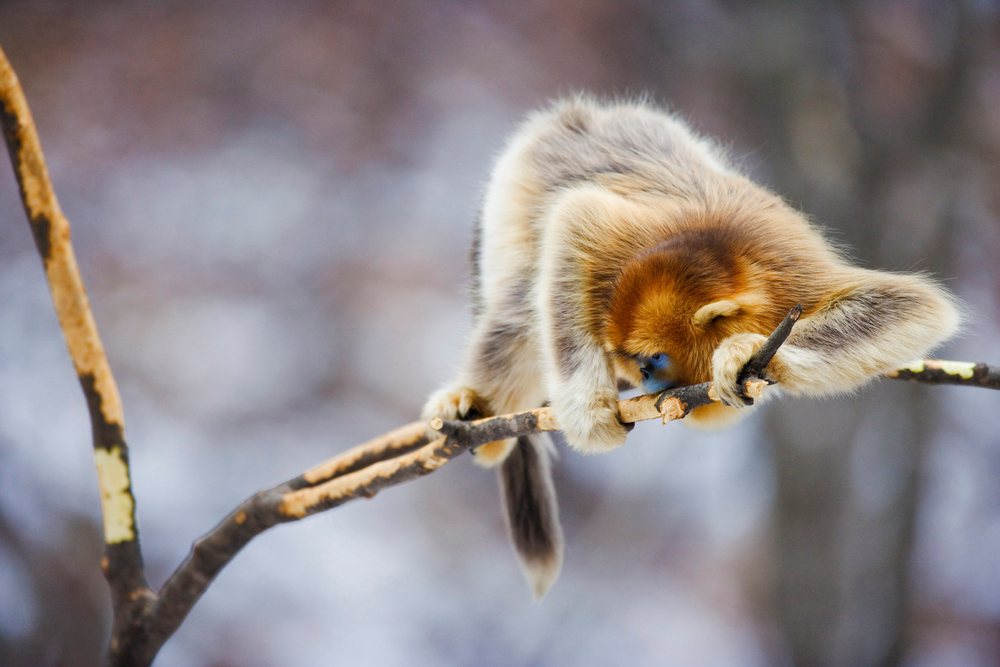 Golden monkey eating bark on a branch china