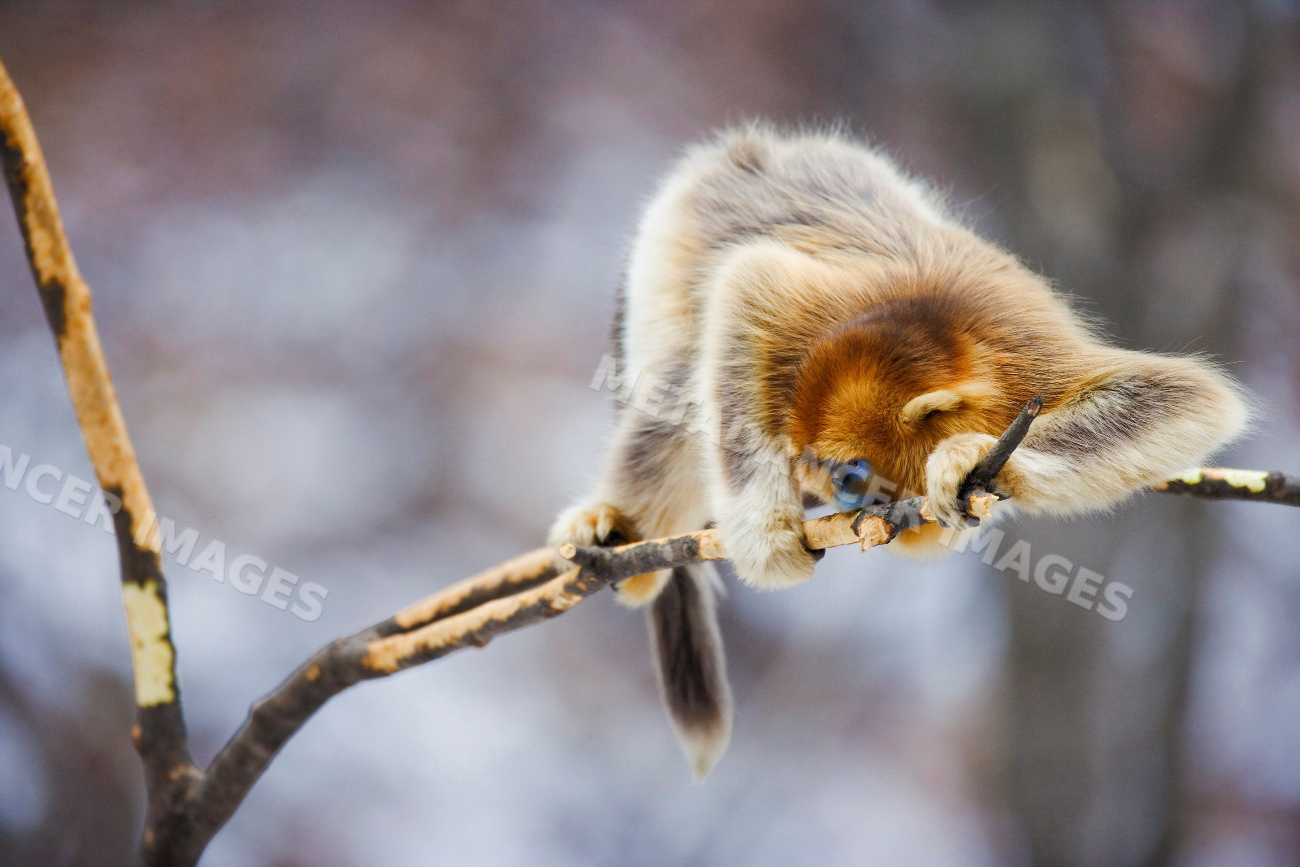 Golden monkey eating bark on a branch china