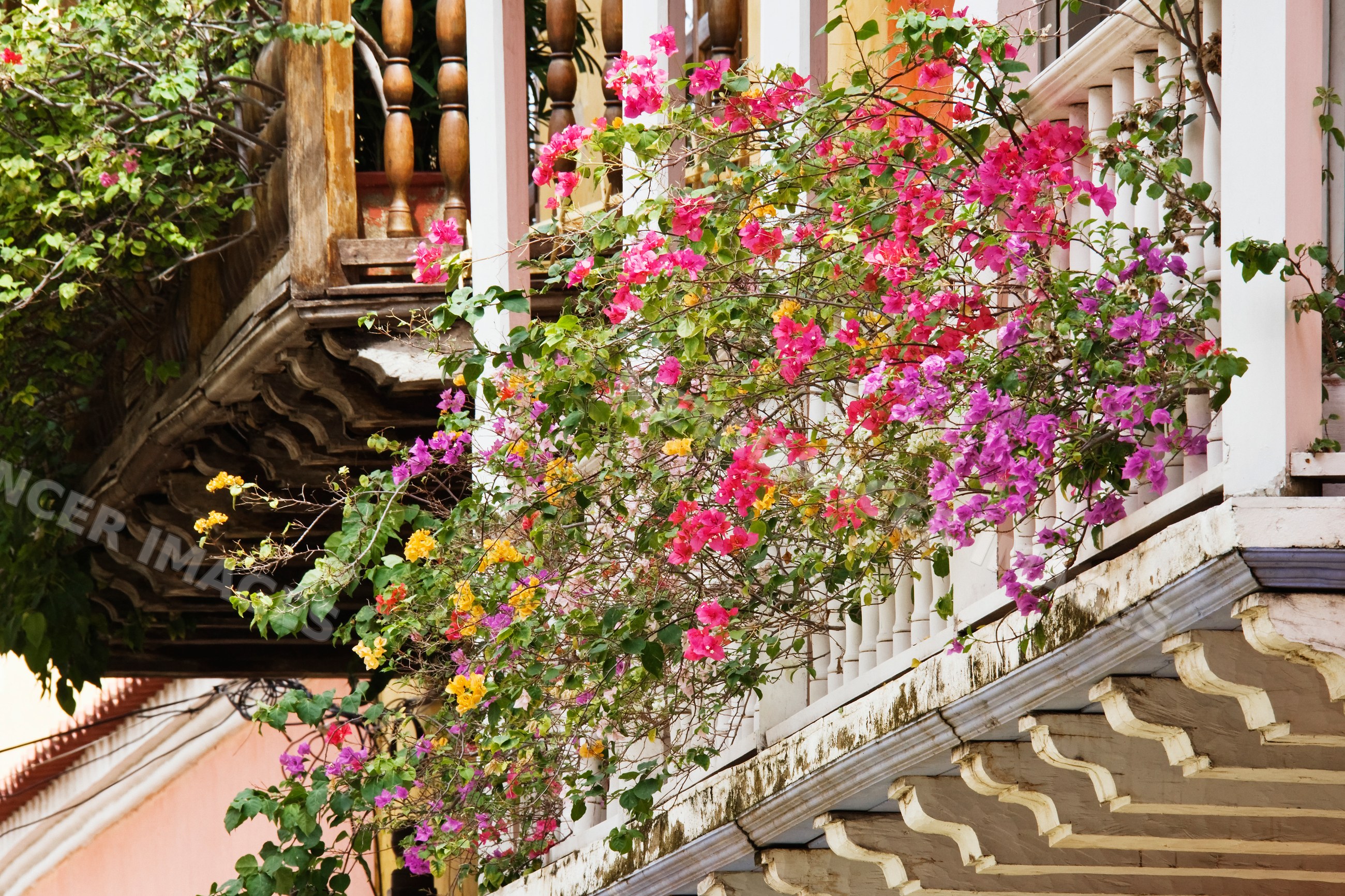 Bougainvillea plants blooming on balconies with floral decoration