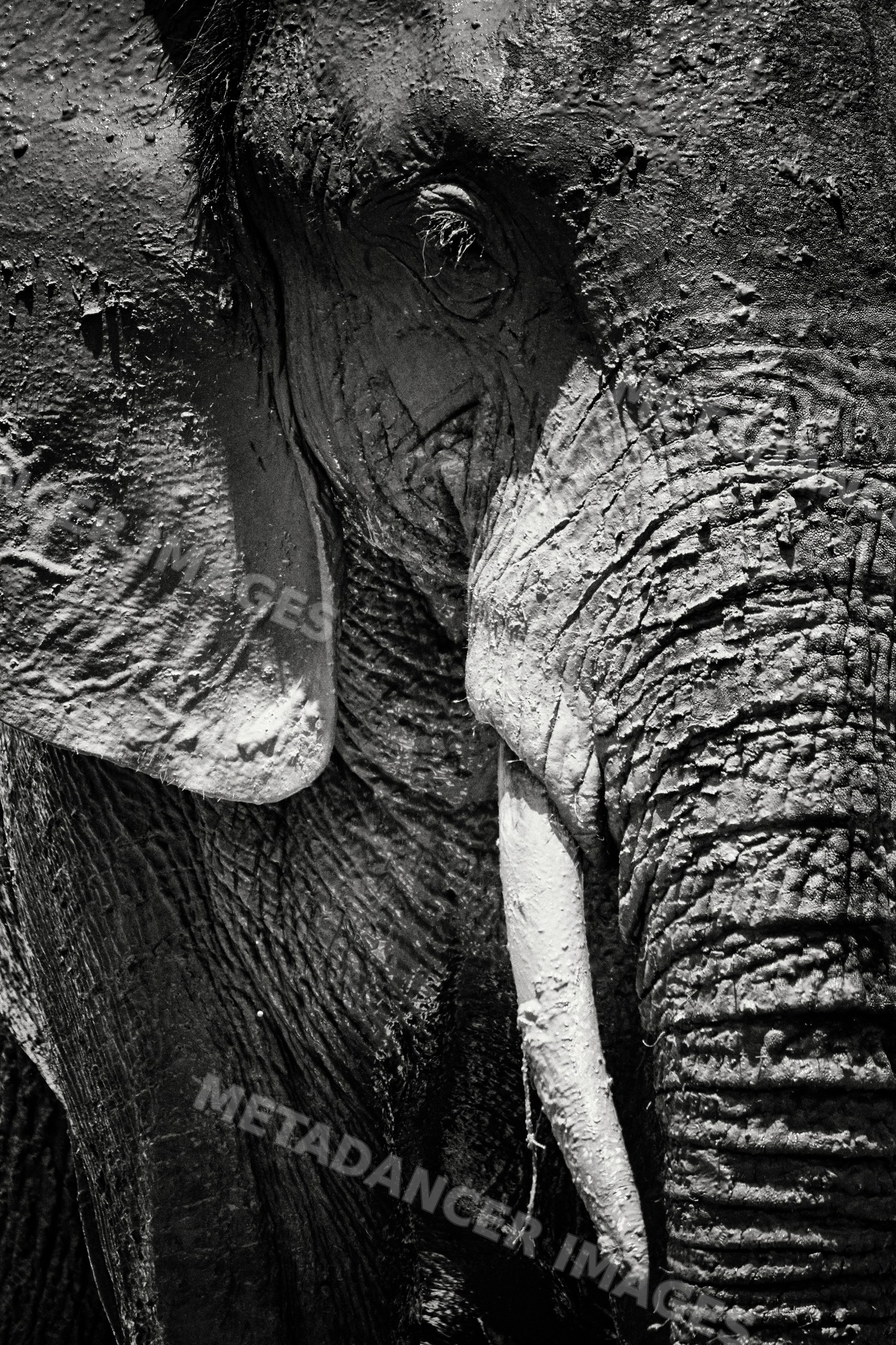 Elephant covered in Mud from a recent Mud bath in a park