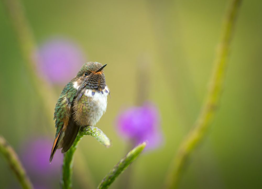 Hummingbird perched on a branch with blurred floral background