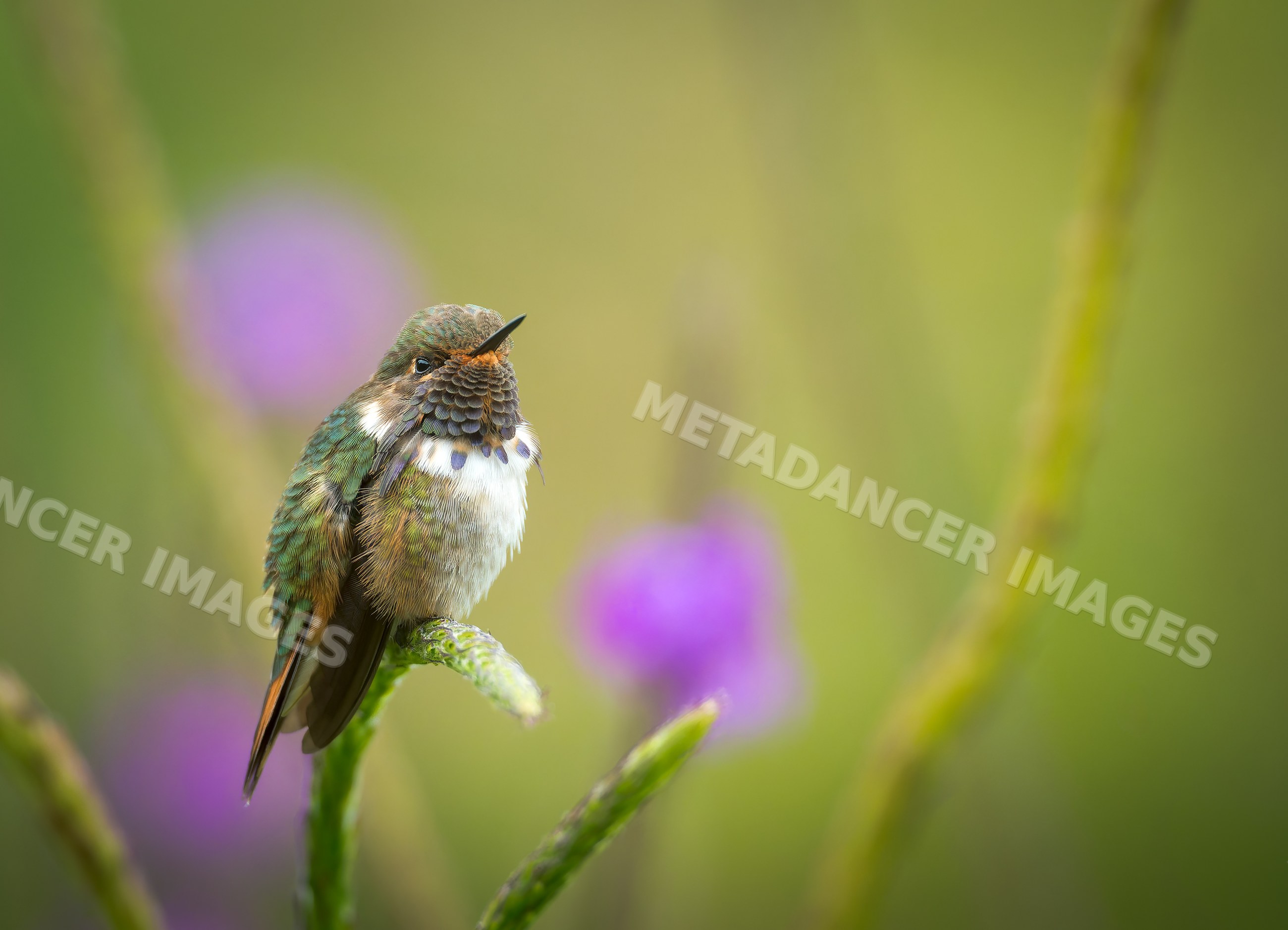 Hummingbird perched on a branch with blurred floral background