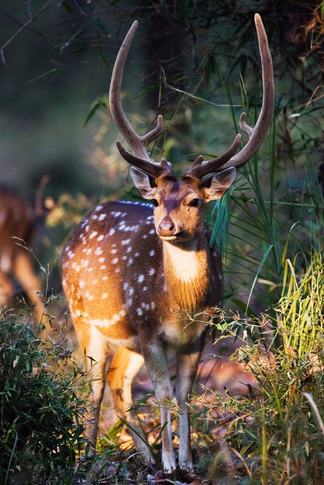 Spotted deer stag with antlers in forest habitat