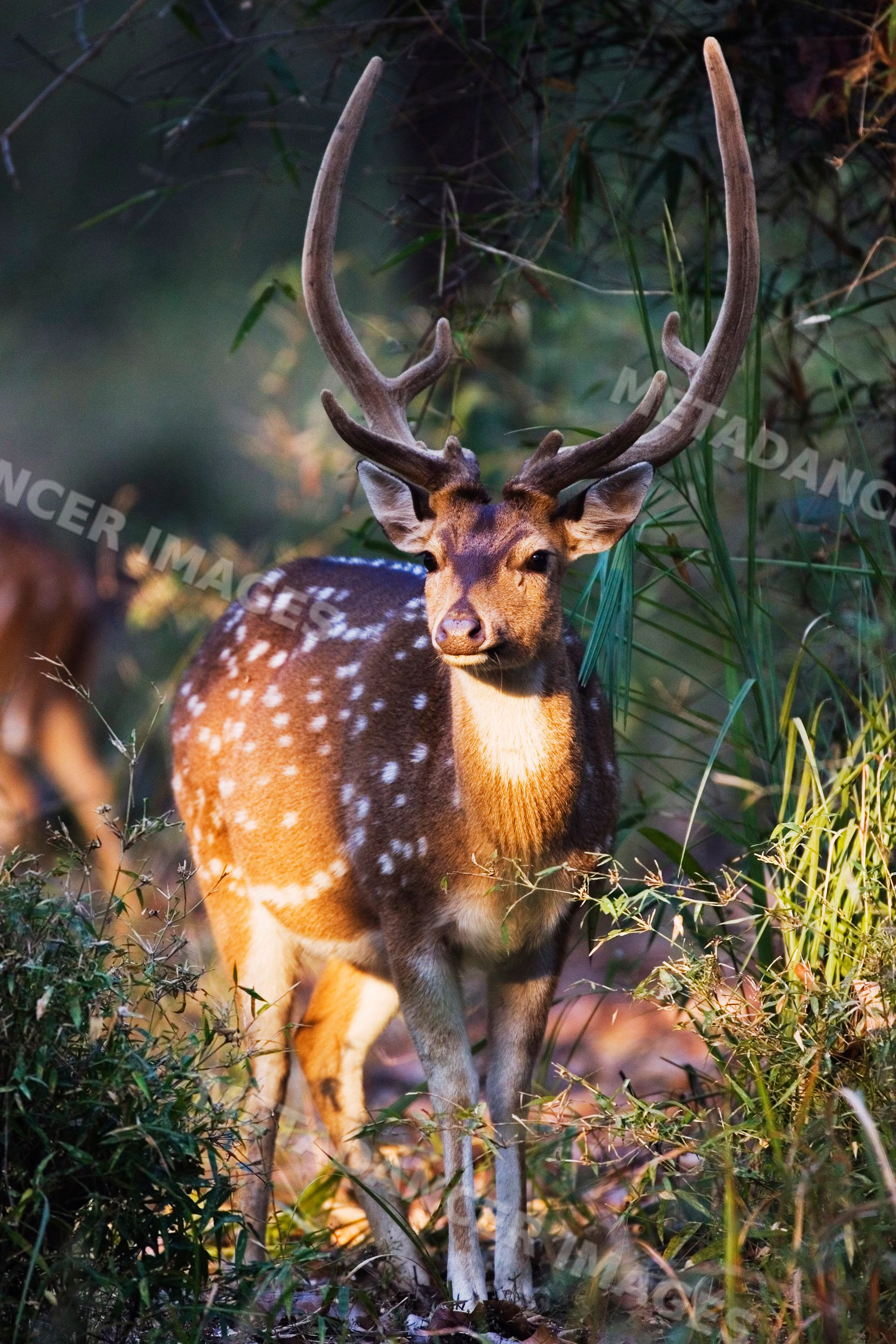Spotted deer stag with antlers in forest habitat