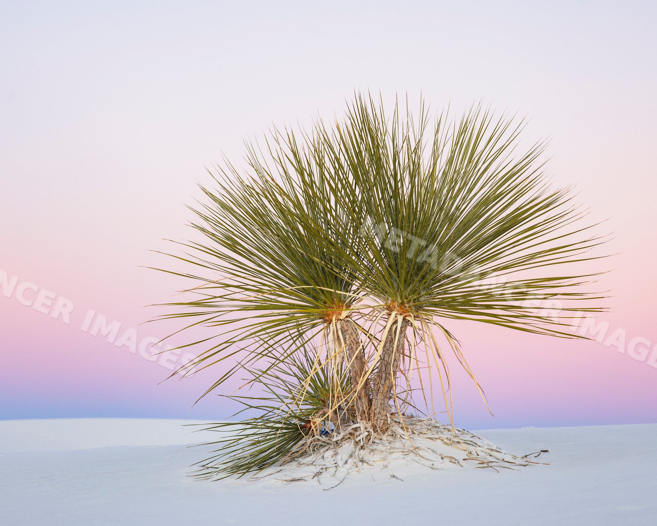 Soap tree Yucca plant at Dusk