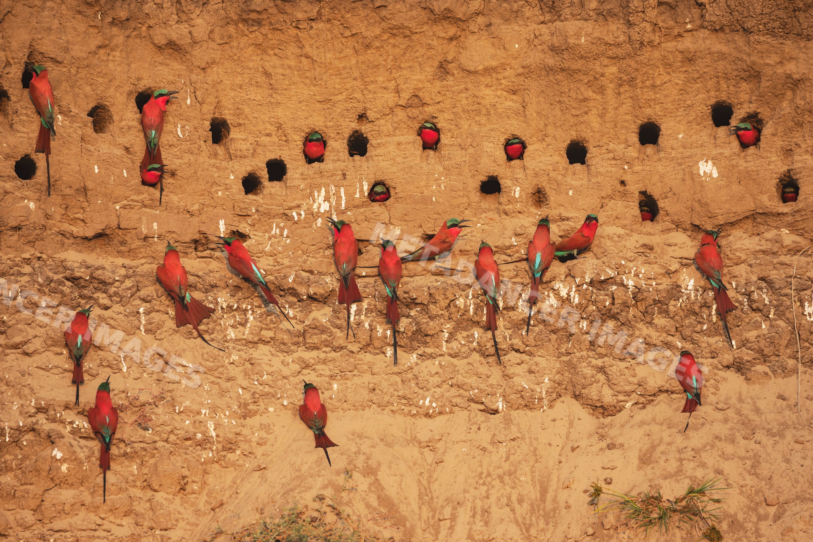 Carmine Bee-Eaters nesting in mud cliff in South Luangwa national park