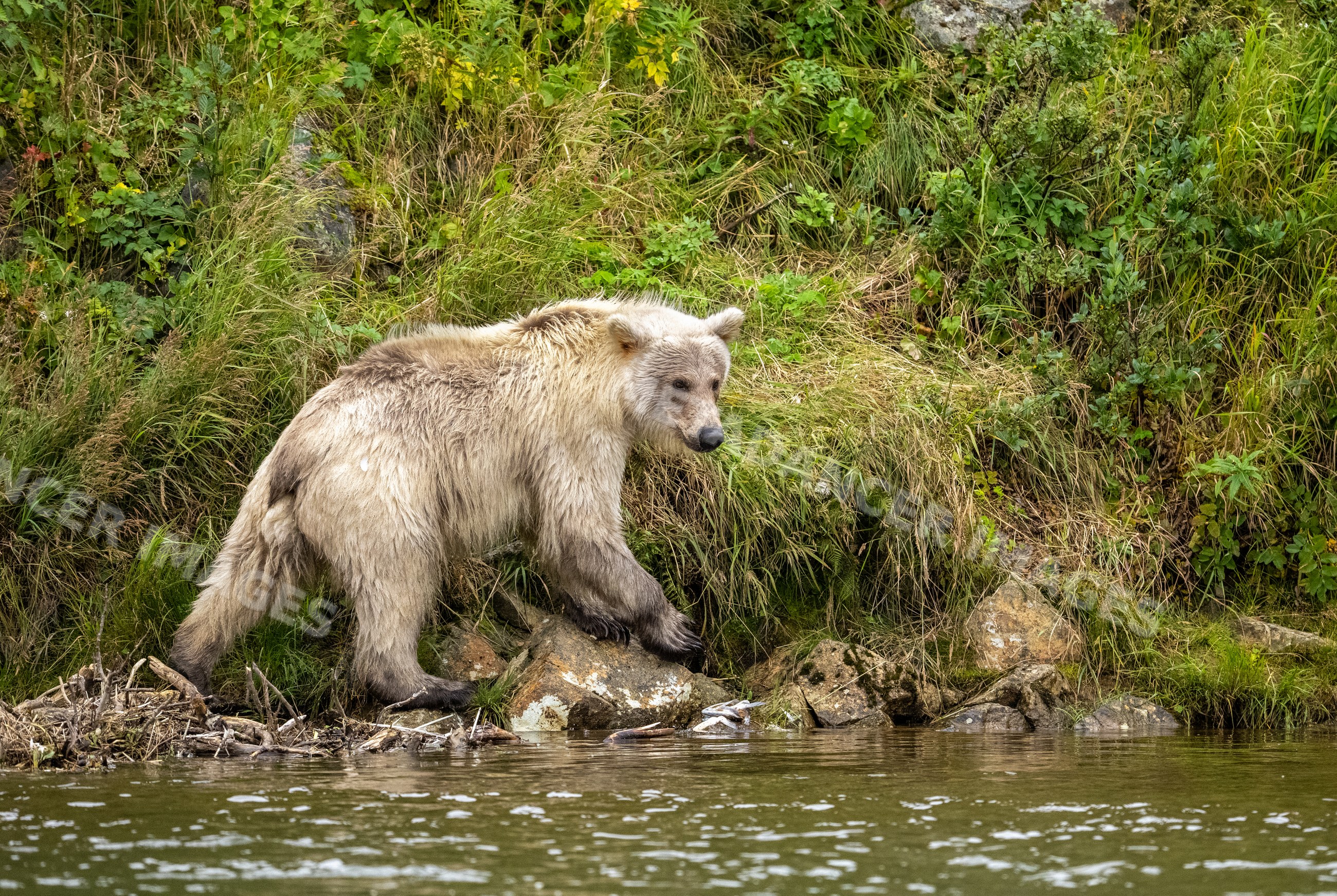 Brown bear walking along grassy riverbank