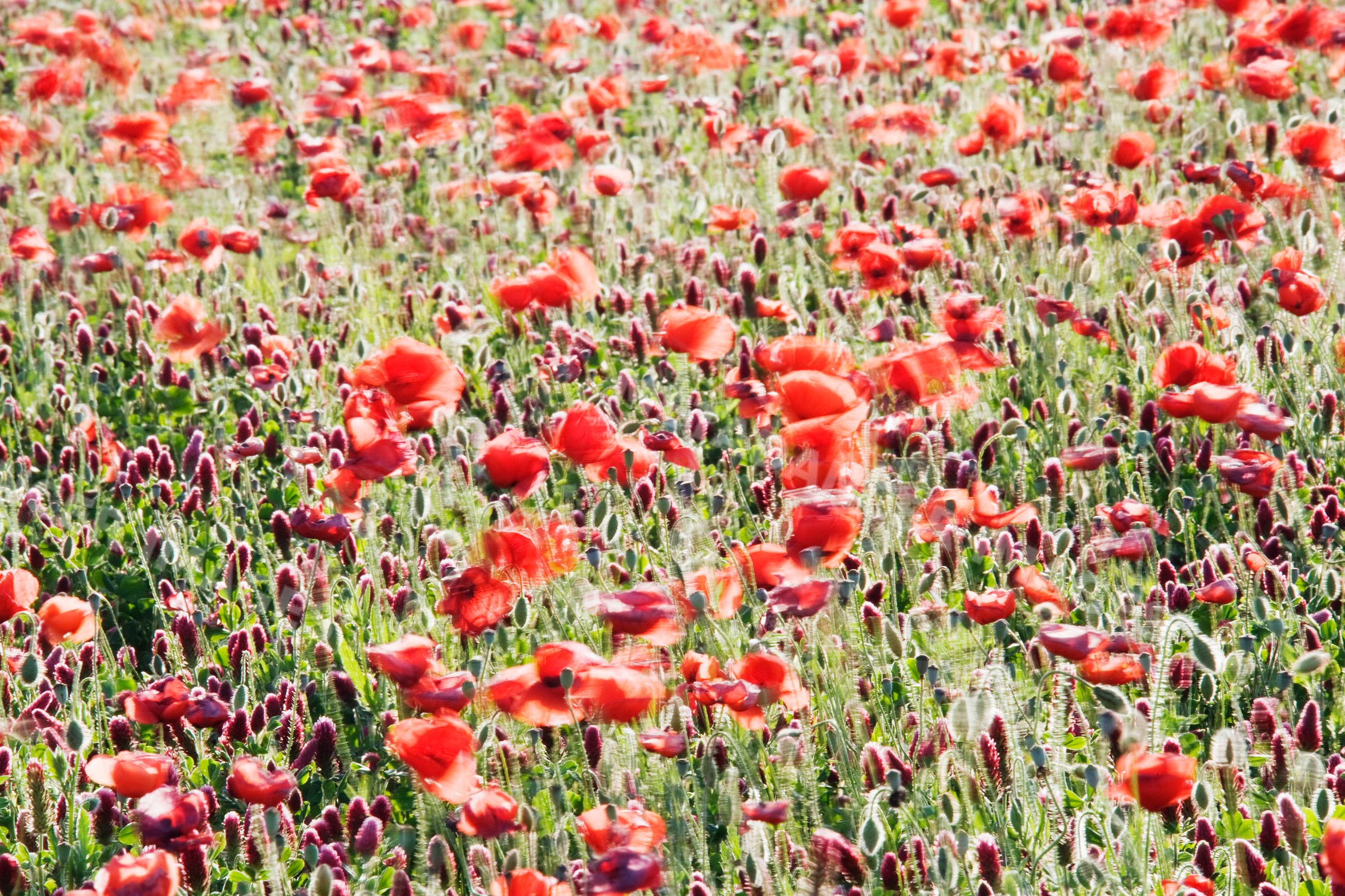 Field of blooming poppies, italy