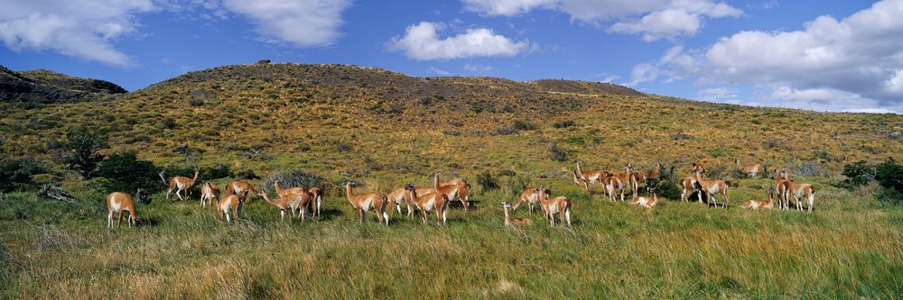 Herd of guanacos grazing, chile