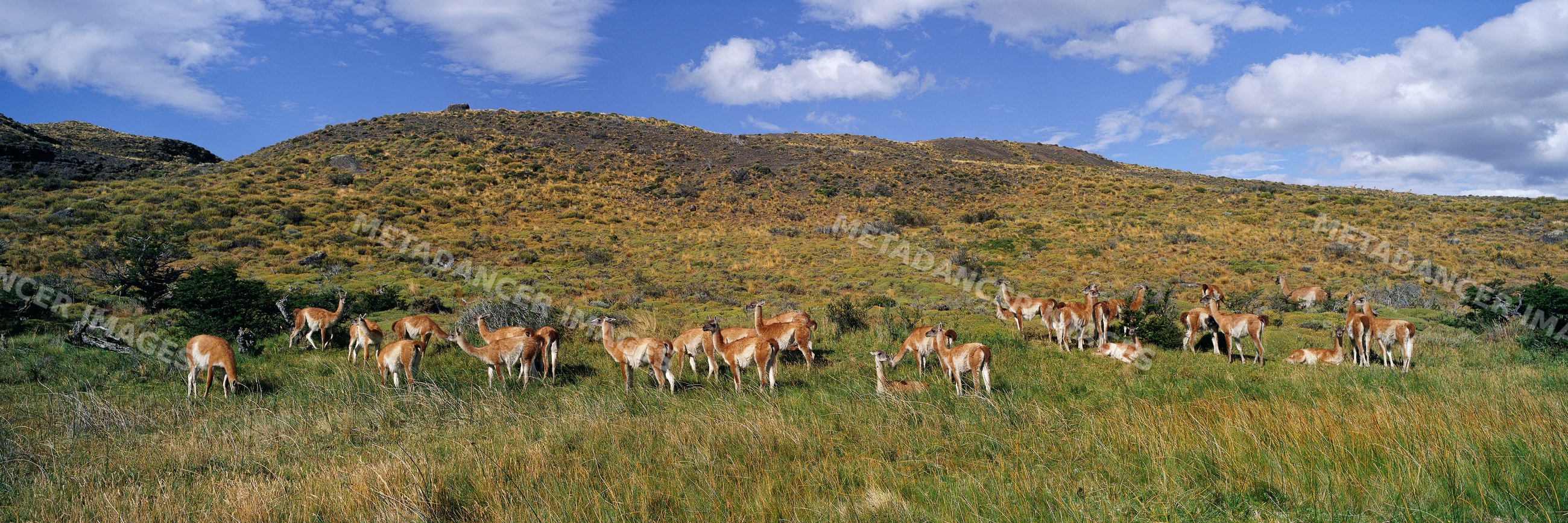 Herd of guanacos grazing, chile