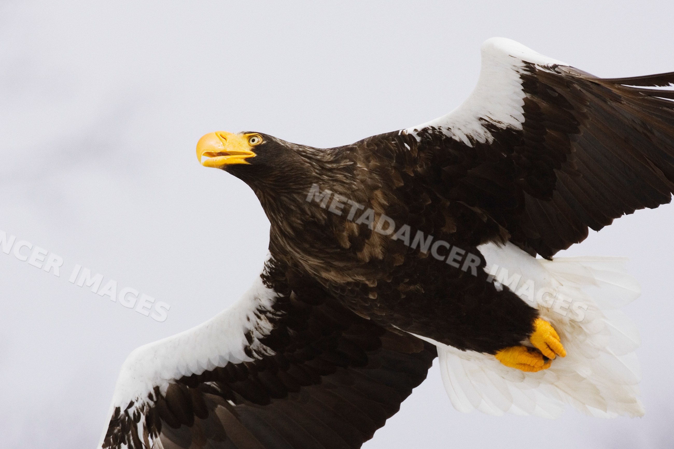 Steller's sea eagle in flight over hokkaido, Japan