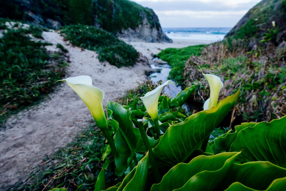 Calla lilies bloom along coastal path California