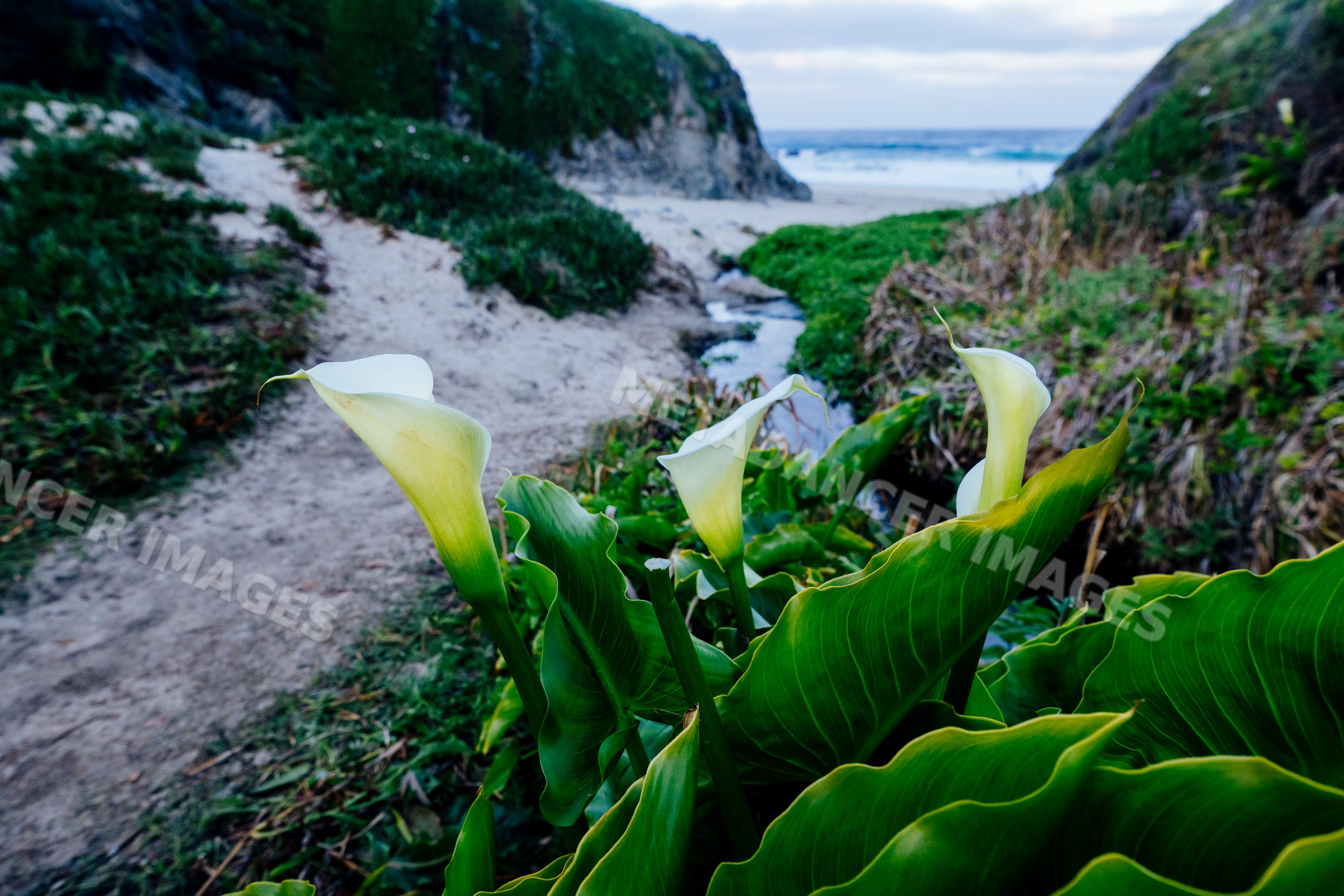 Calla lilies bloom along coastal path California