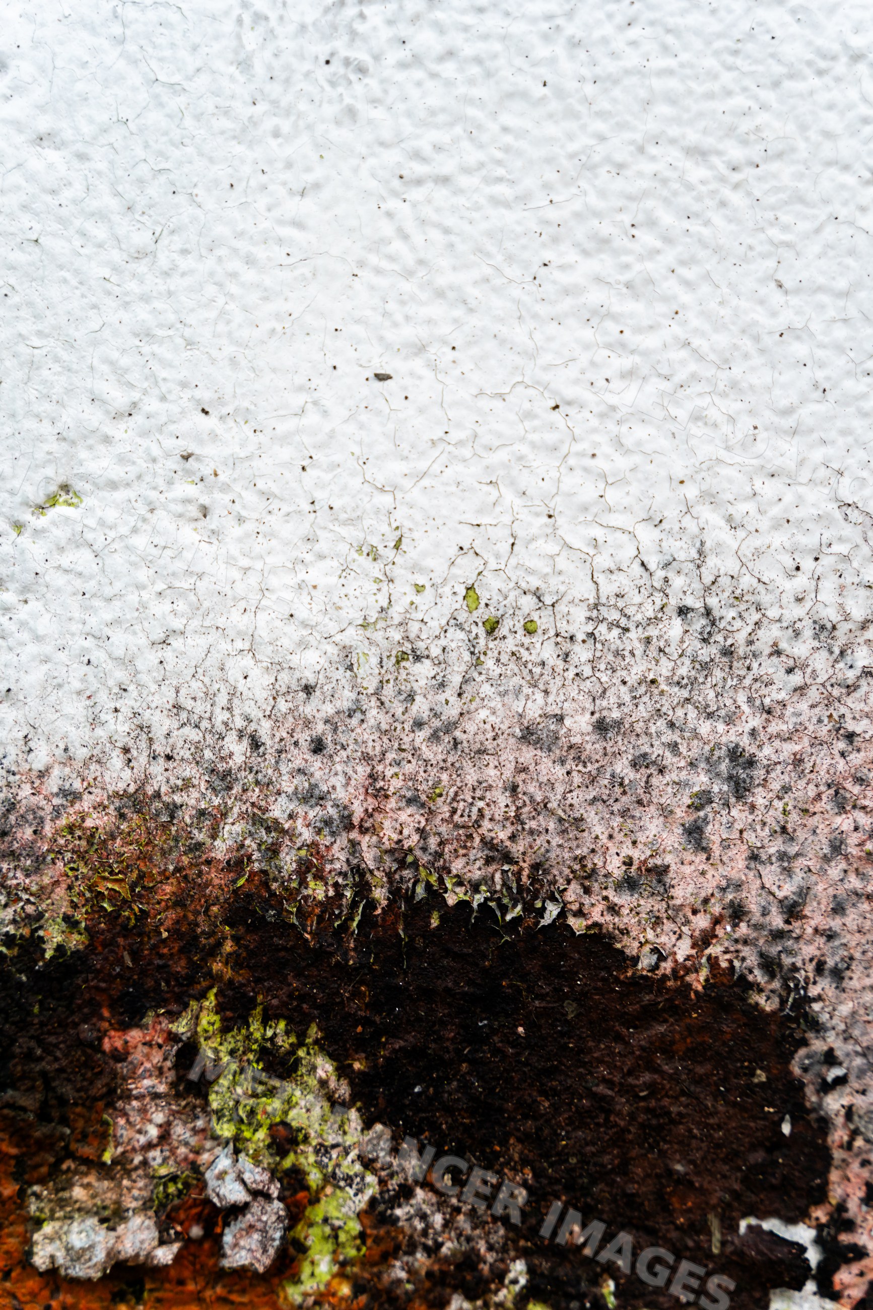 Weathered cracked white painted surface with stains and lichen texture