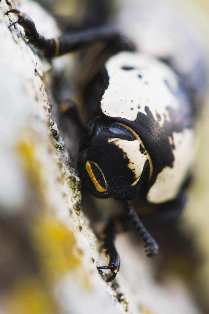 Close-up of black and white beetle in Texas nature