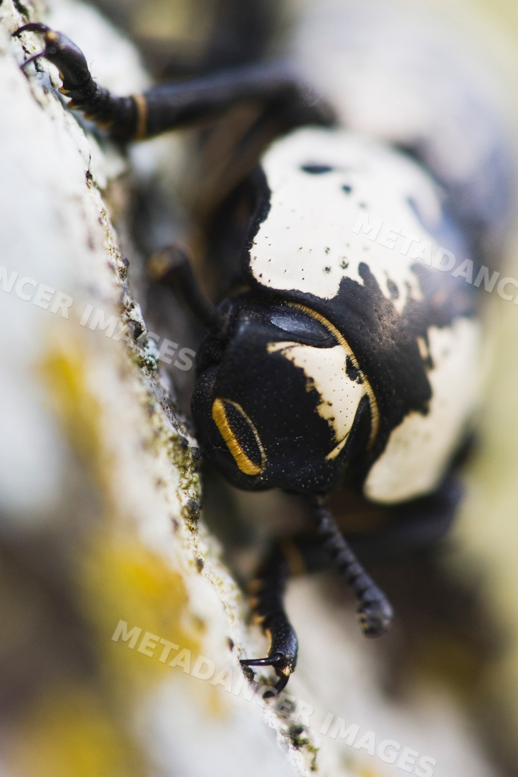Close-up of black and white beetle in Texas nature