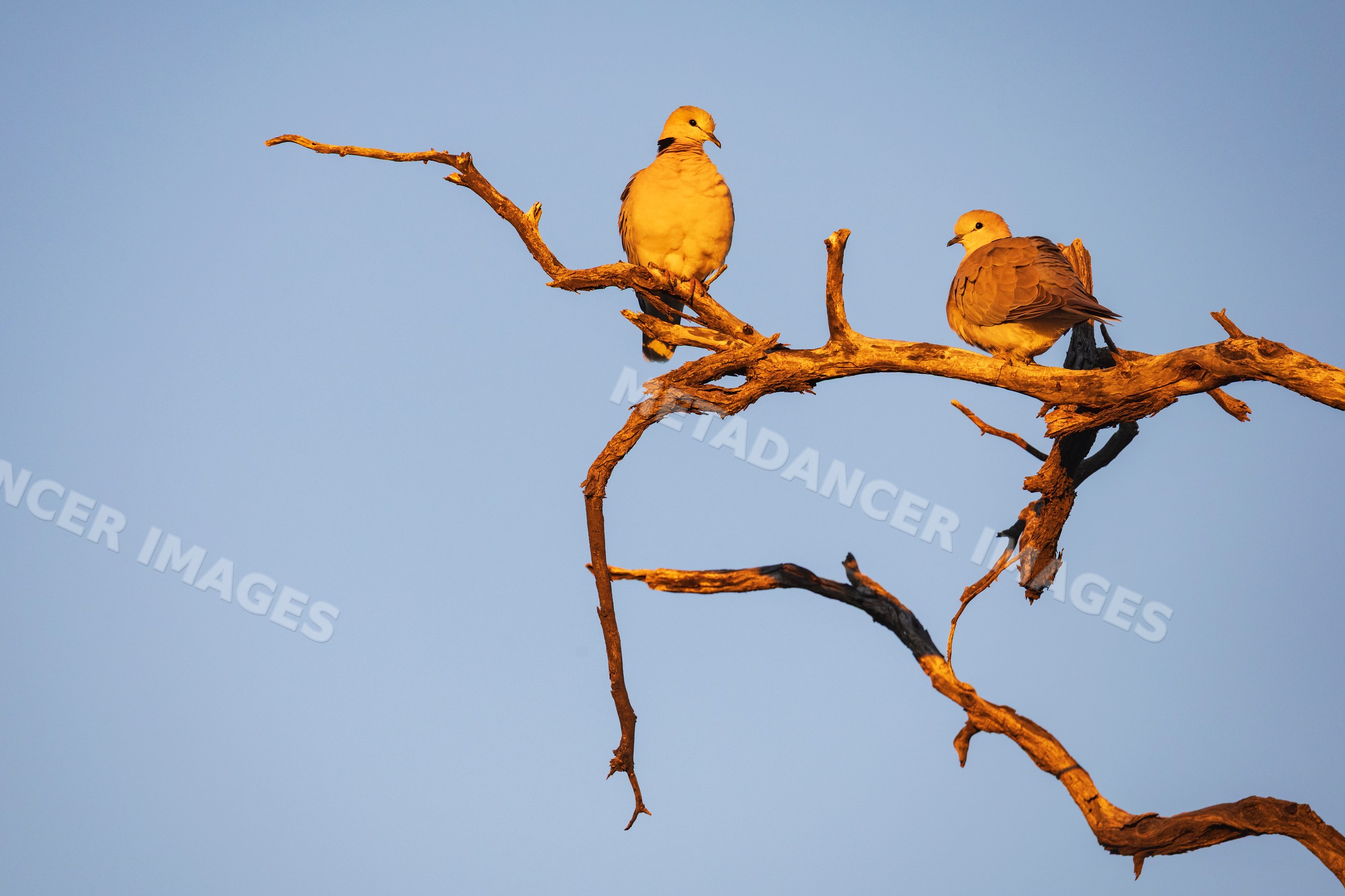 Ring-necked doves perched on tree branches at Sunset in Namibia