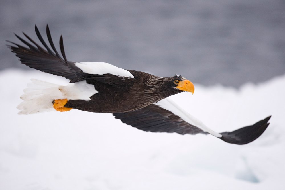 Steller's sea eagle in flight near nemuro channel, hokkaido japan