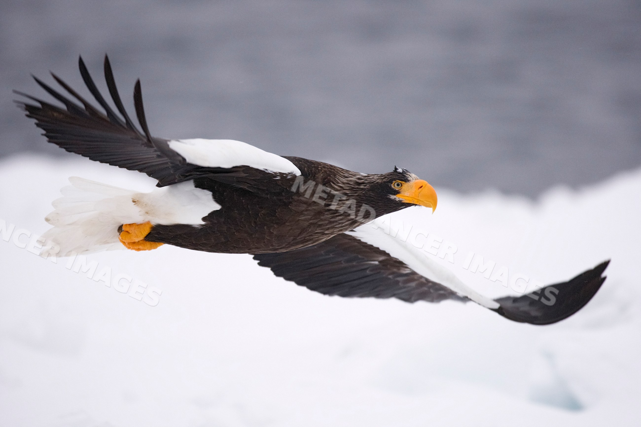 Steller's sea eagle in flight near nemuro channel, hokkaido japan