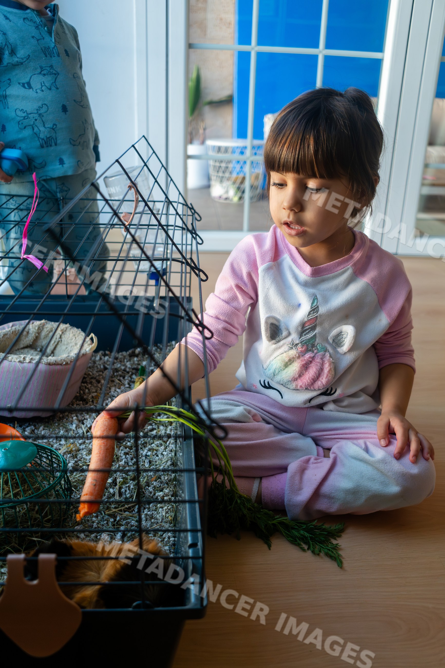 A young white girl feeding a carrot to a guinea pig