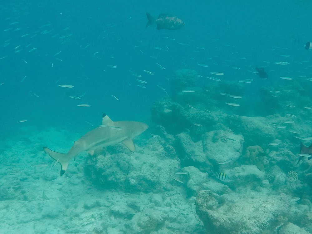 A blacktip reef shark swimming over a coral reef in the Maldives ocean