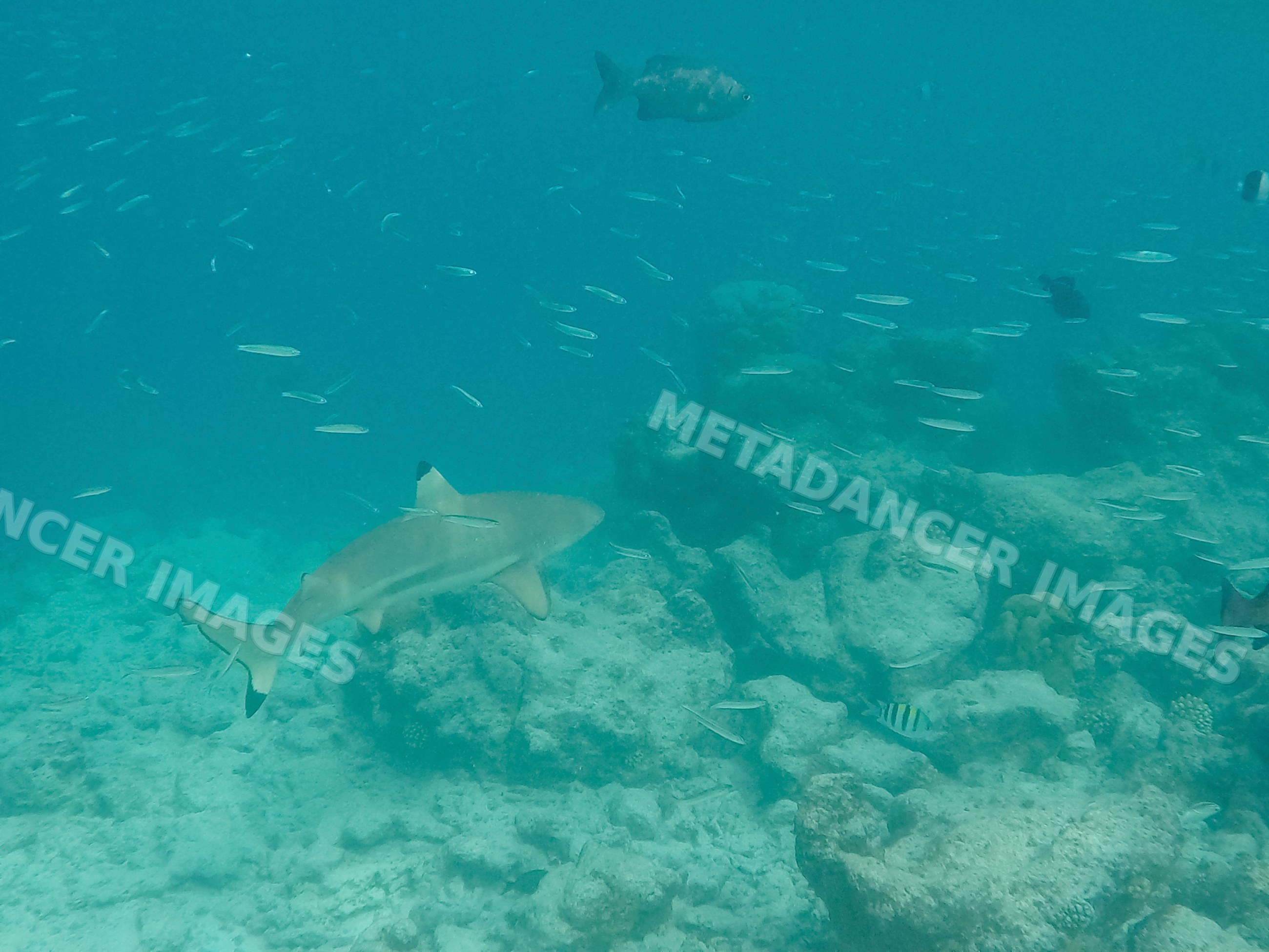 A blacktip reef shark swimming over a coral reef in the Maldives ocean