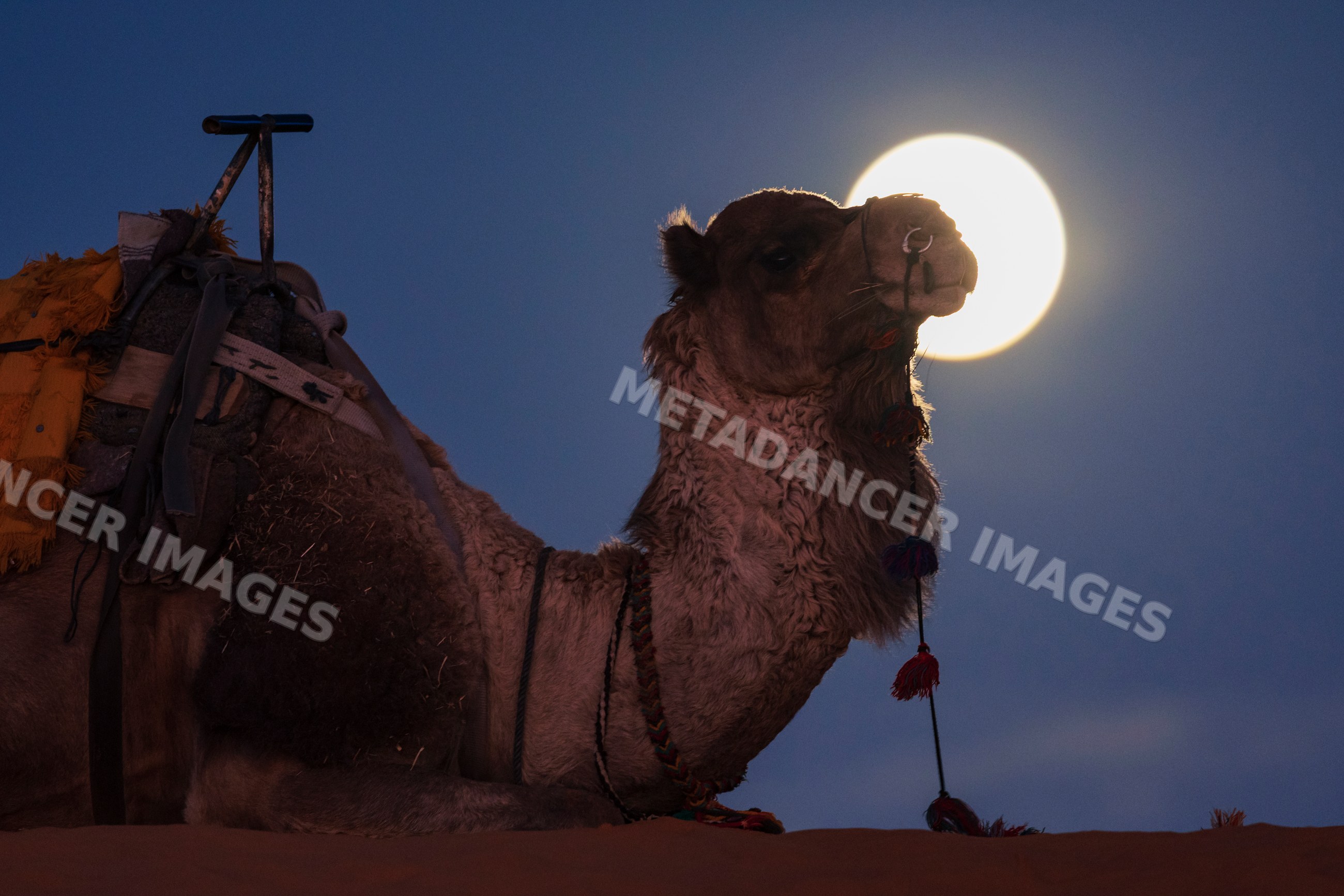 Camel resting on a sand dune at Moonrise in Merzouga Morocco