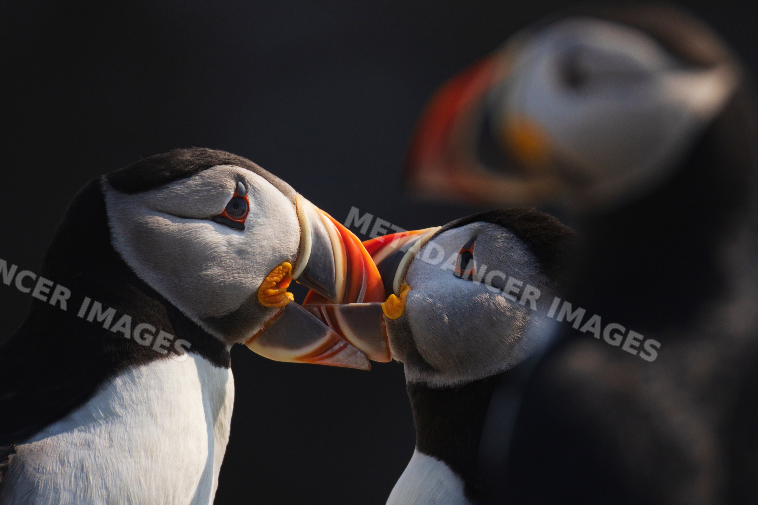 Puffins courtship interaction in elliston, Newfoundland & labrador