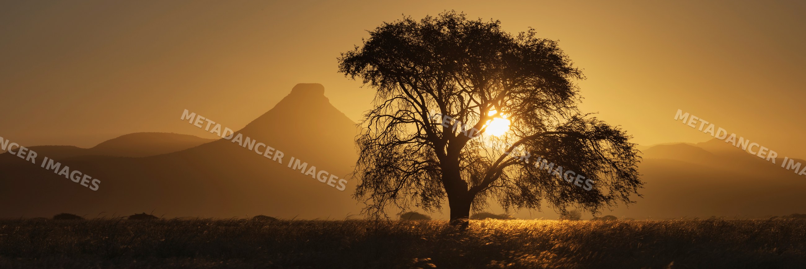 Blackthorn Acacia tree silhouetted at Sunset in Namibia landscape