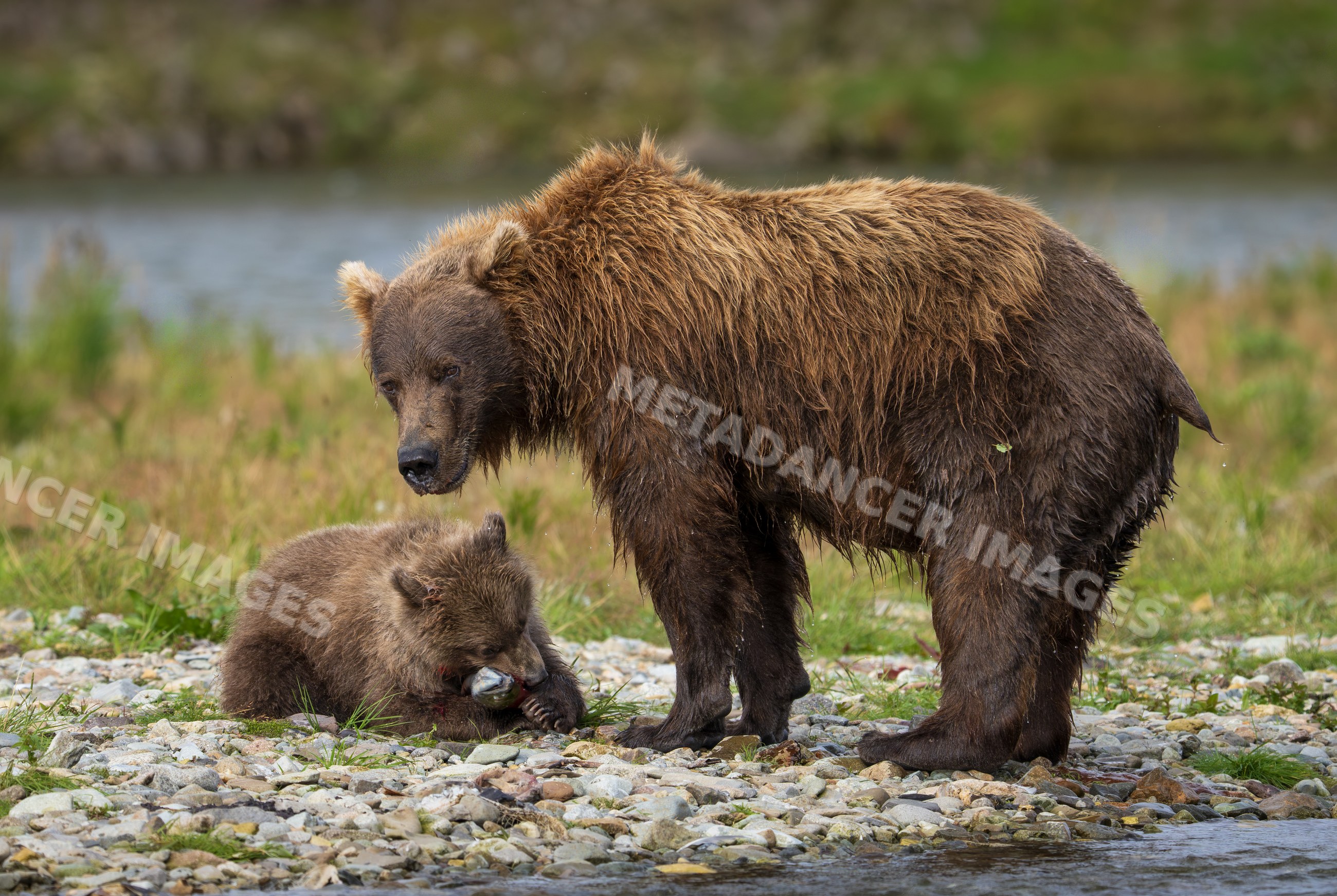 Alaskan Brown bear with cub feeding on fish at riverbank in a park