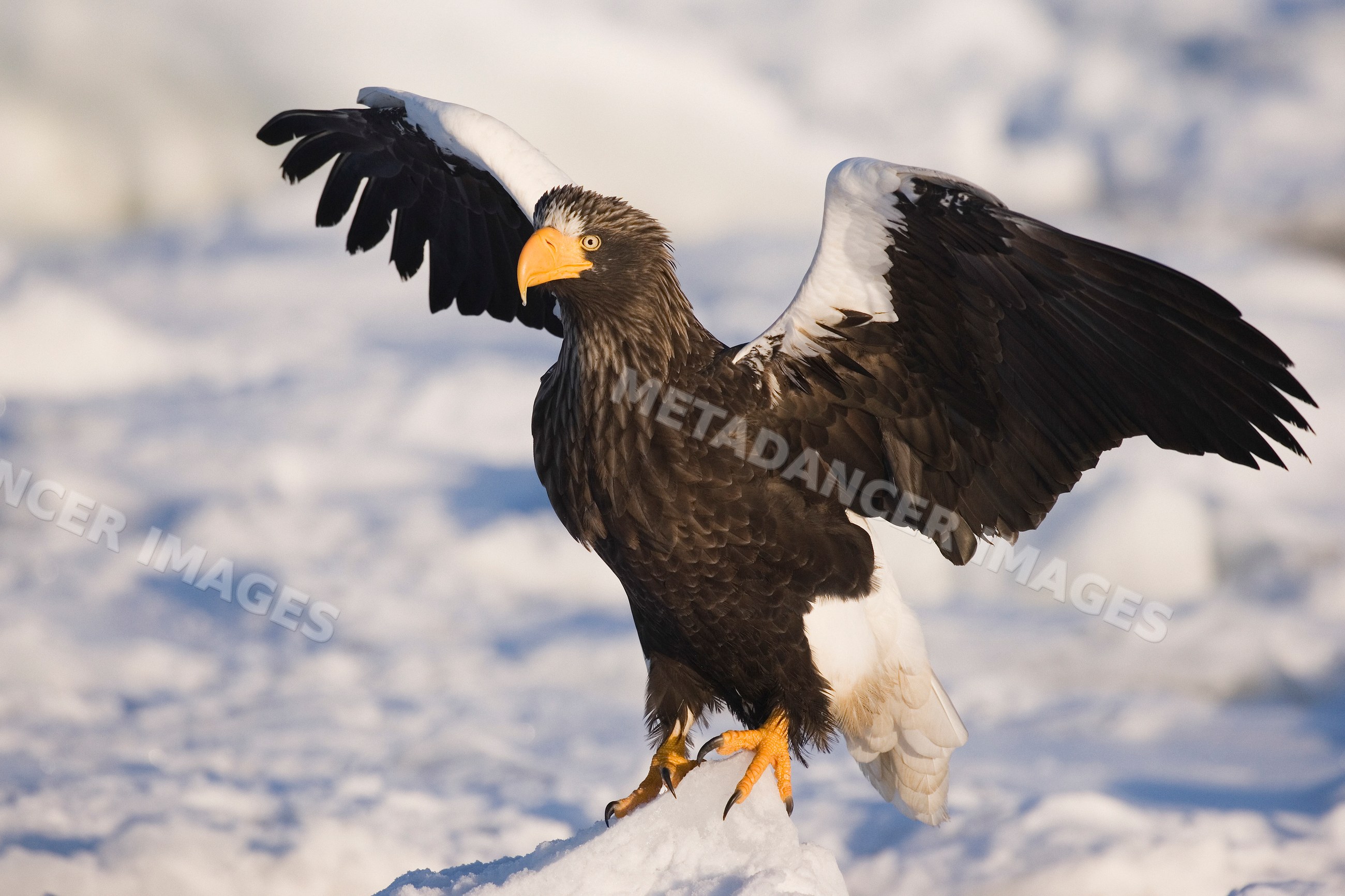 Steller's sea eagle perched on snowy landscape Japan
