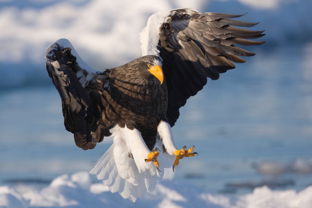 Steller's sea eagle flying over icy nemuro channel, japan