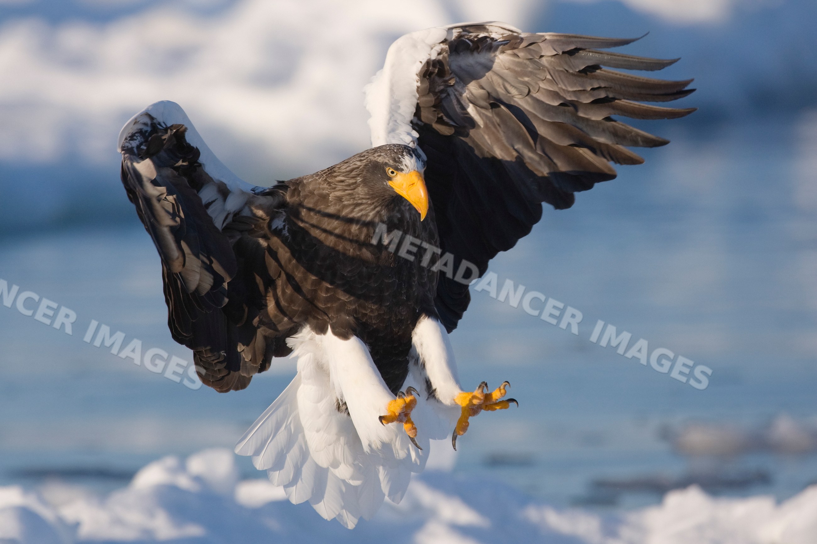 Steller's sea eagle flying over icy nemuro channel, japan