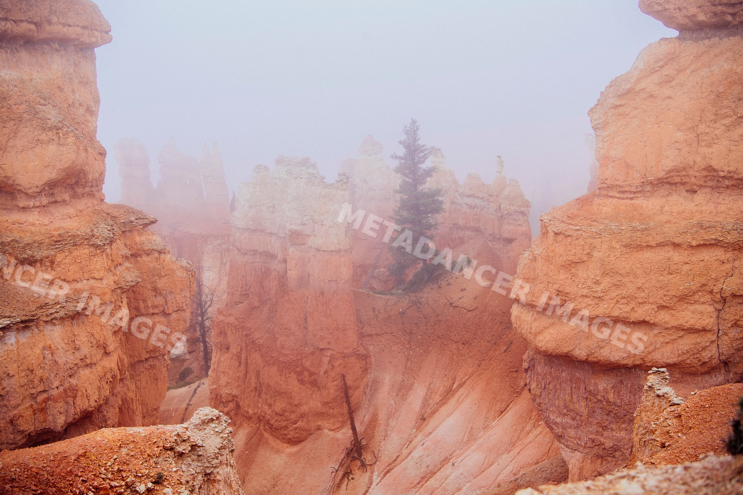 Foggy sandstone hoodoos and pine trees at Bryce Canyon National Park