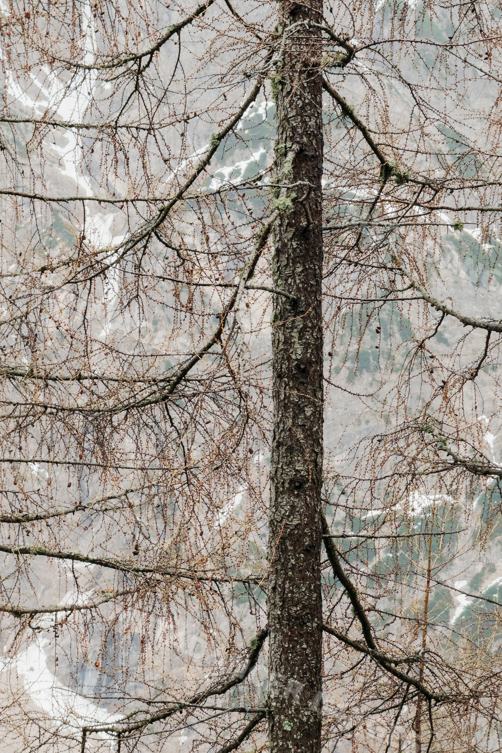 Pine Tree with bare branches in krnica valley mountains of Slovenia